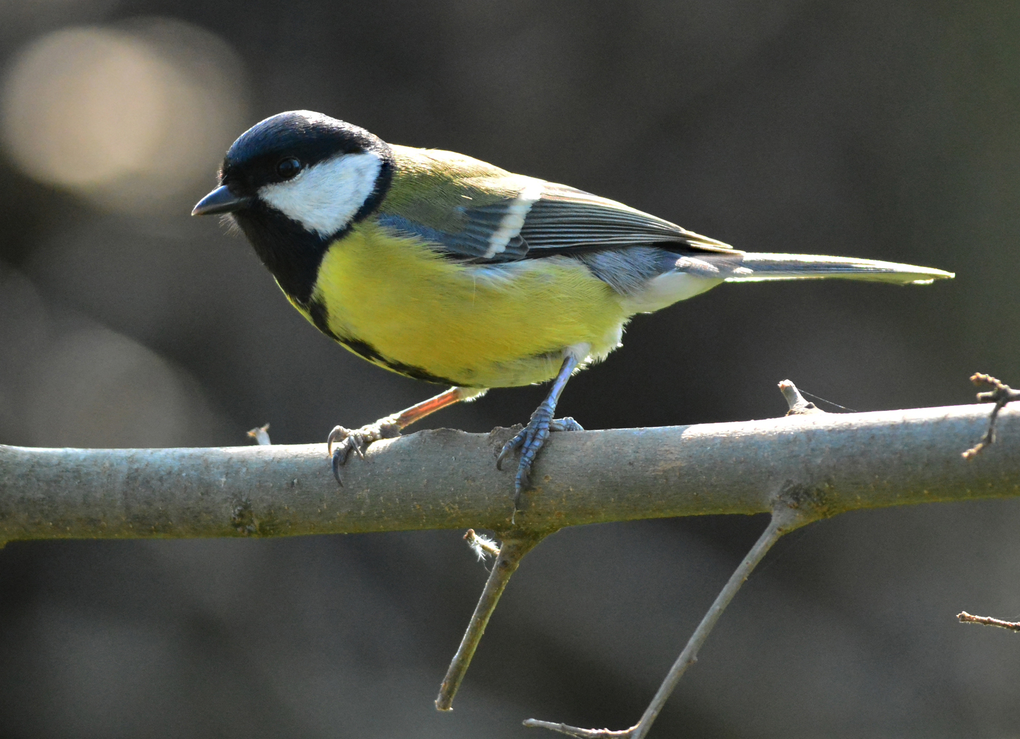 cinciallegra all'orto