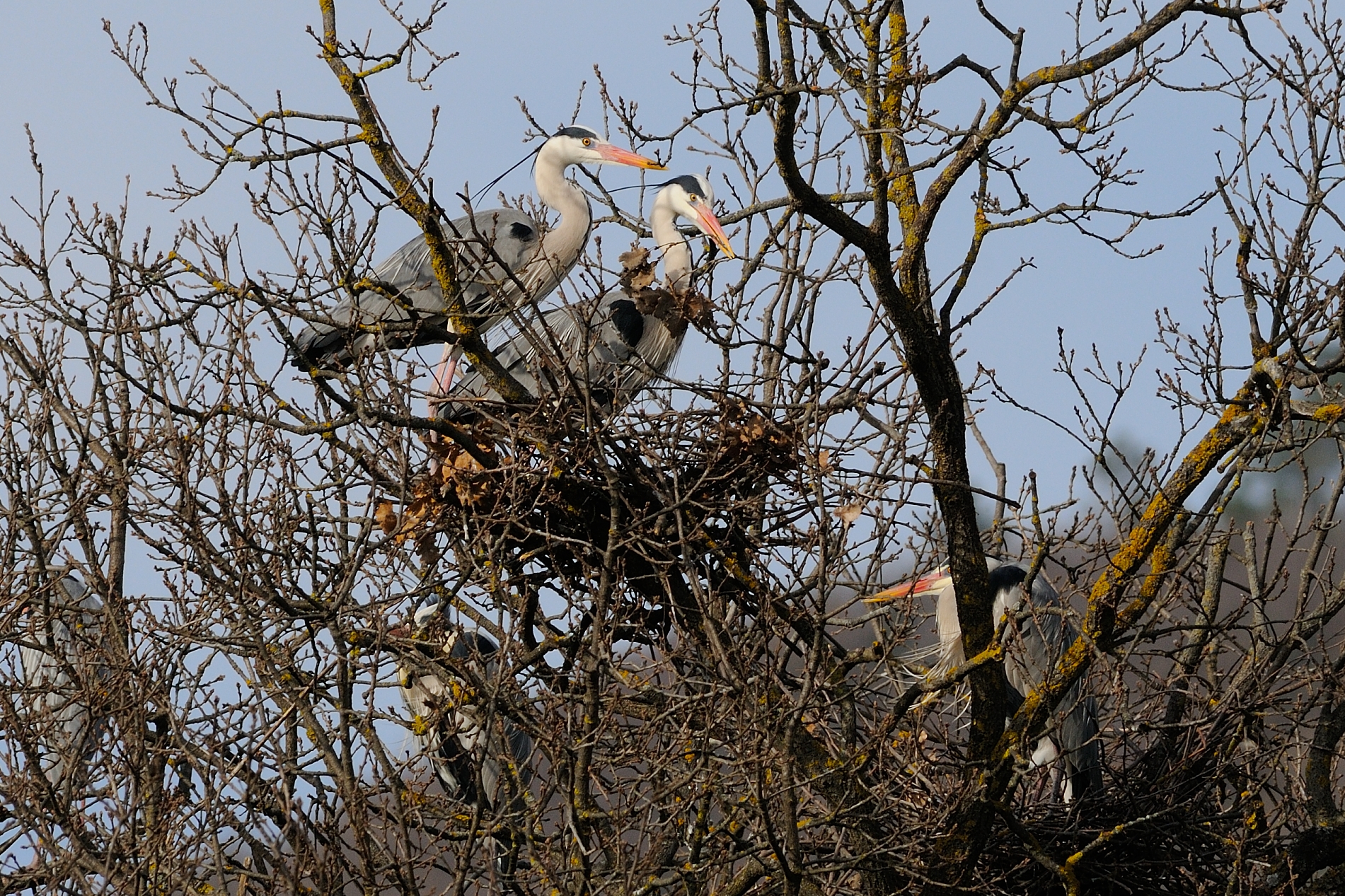 preparazione del nido