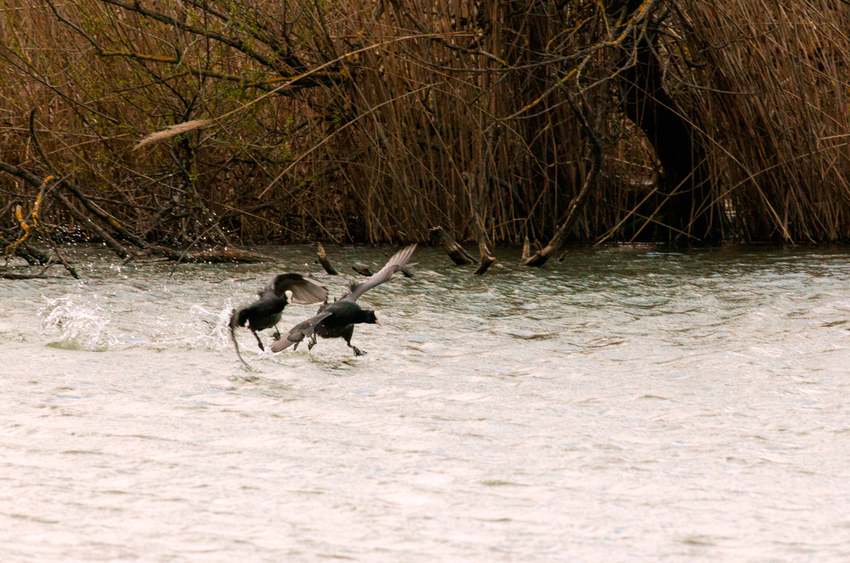 Si Combatte.......Via da Quaaaa!!!