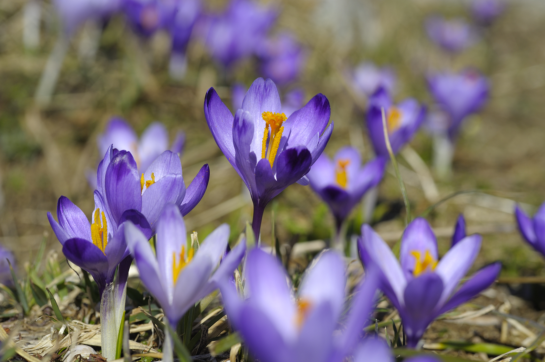Crocus 1
