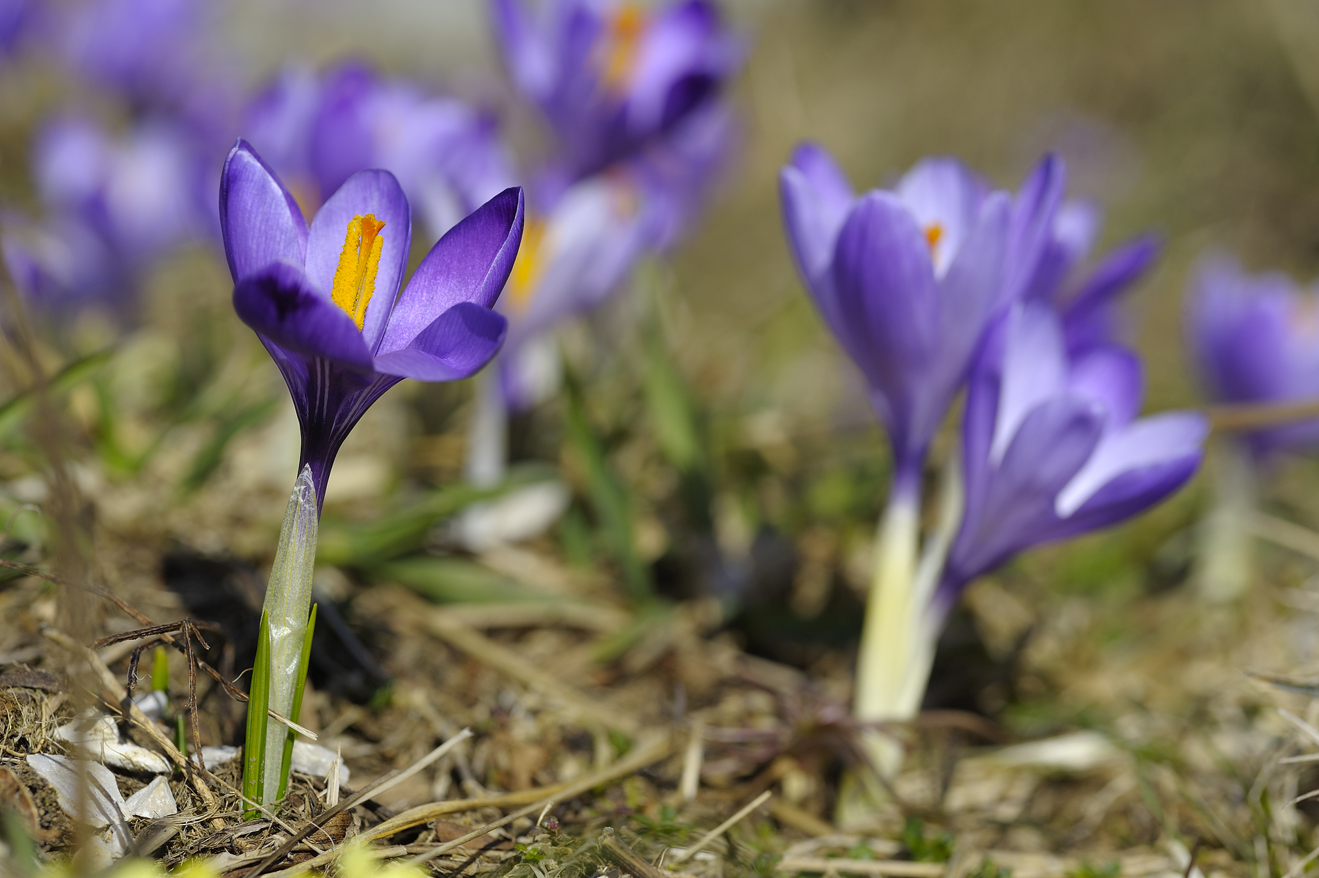 Crocus 2