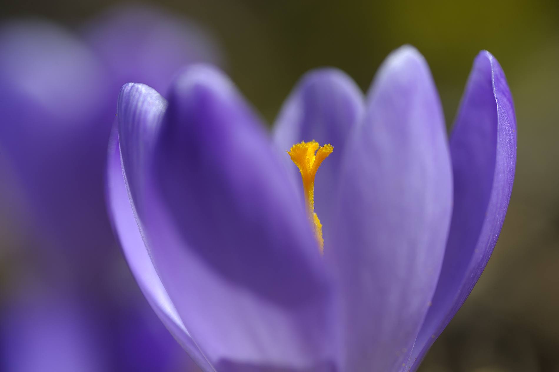 Crocus 3 - detail