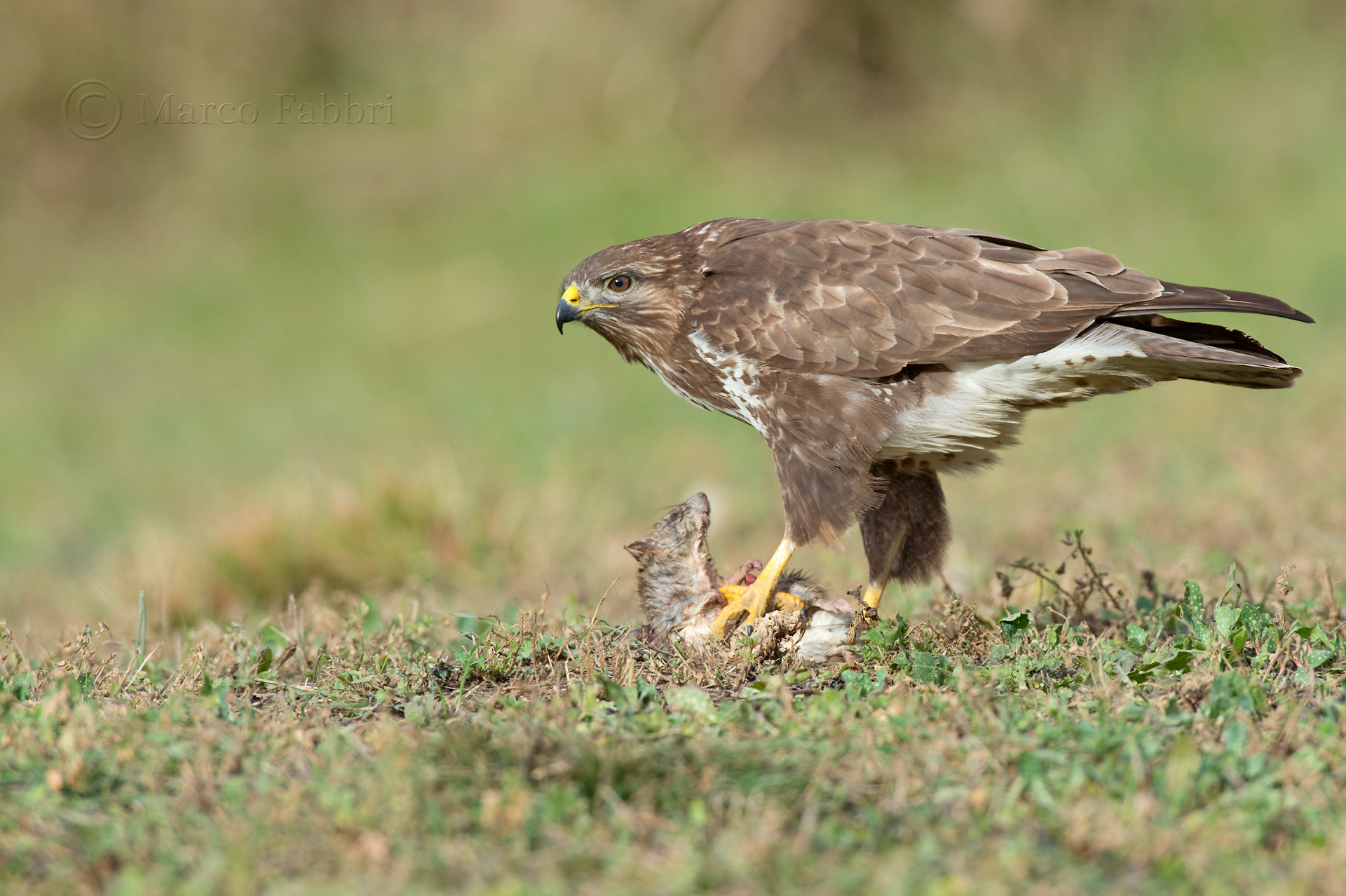 La Poiana e il Ratto