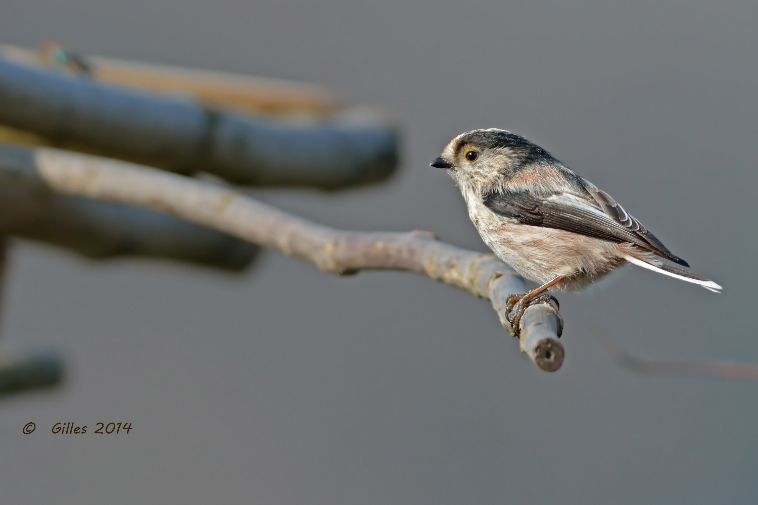 Codibugnolo (Aegithalos caudatus)