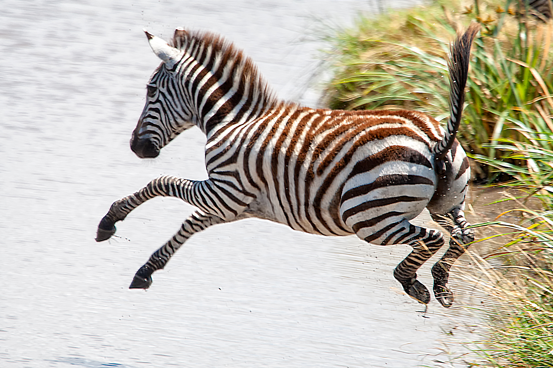 Flying Zebra