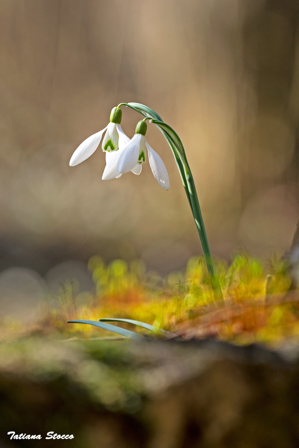 Intrecci di bucanevi