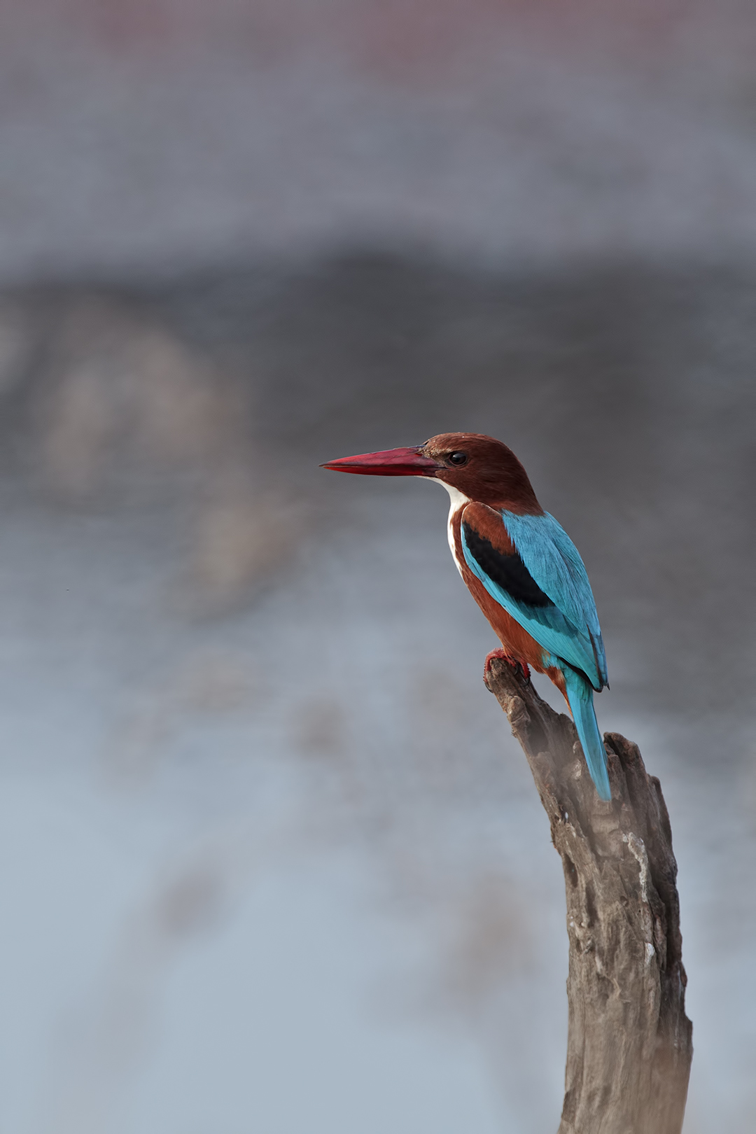 White-throated Kingfisher