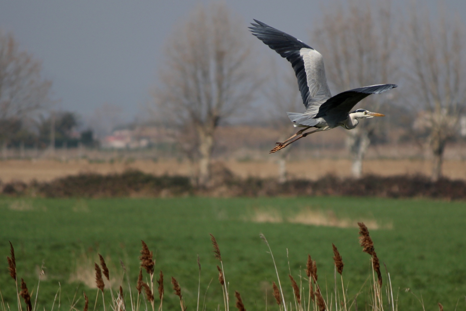 Grey Heron