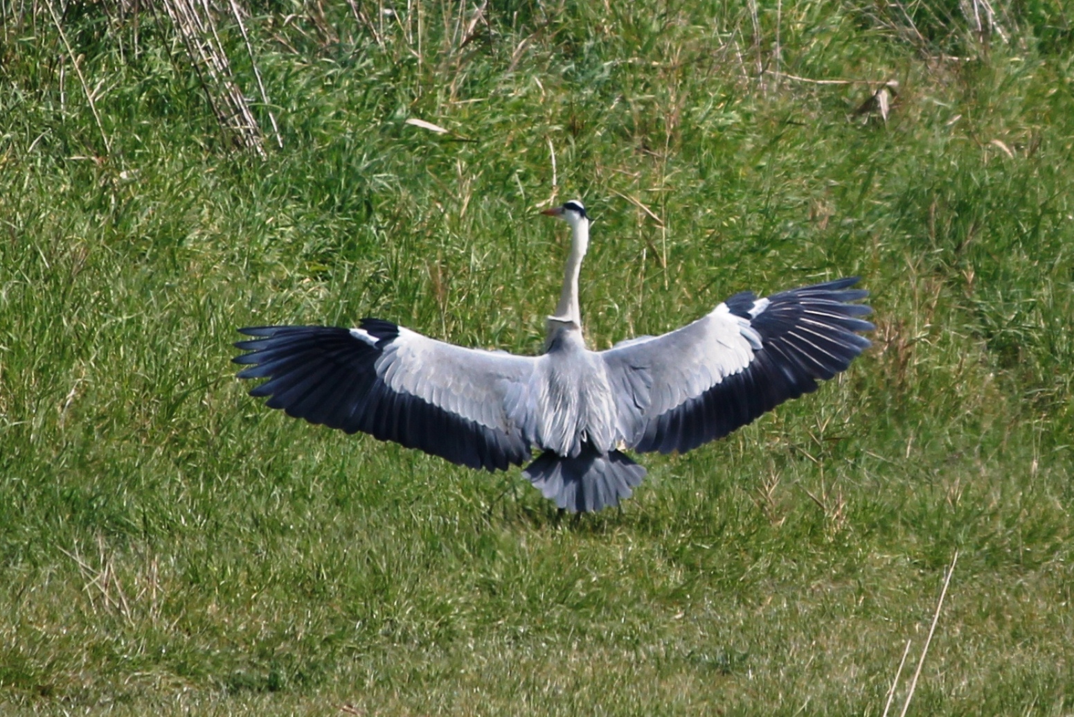 Grey Heron