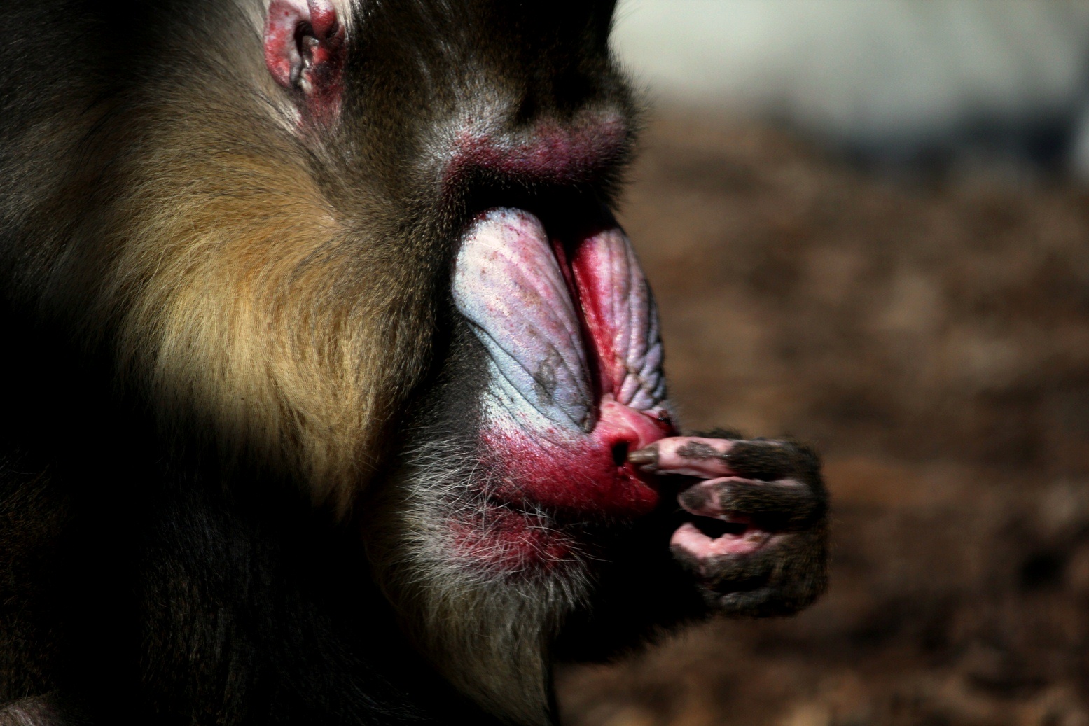 Mandrill