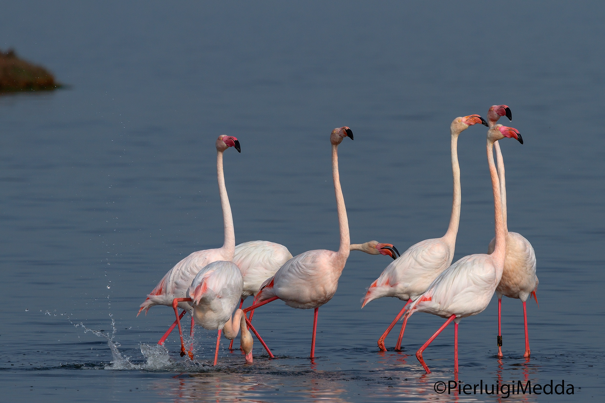 Fenicotteri rosa in parata