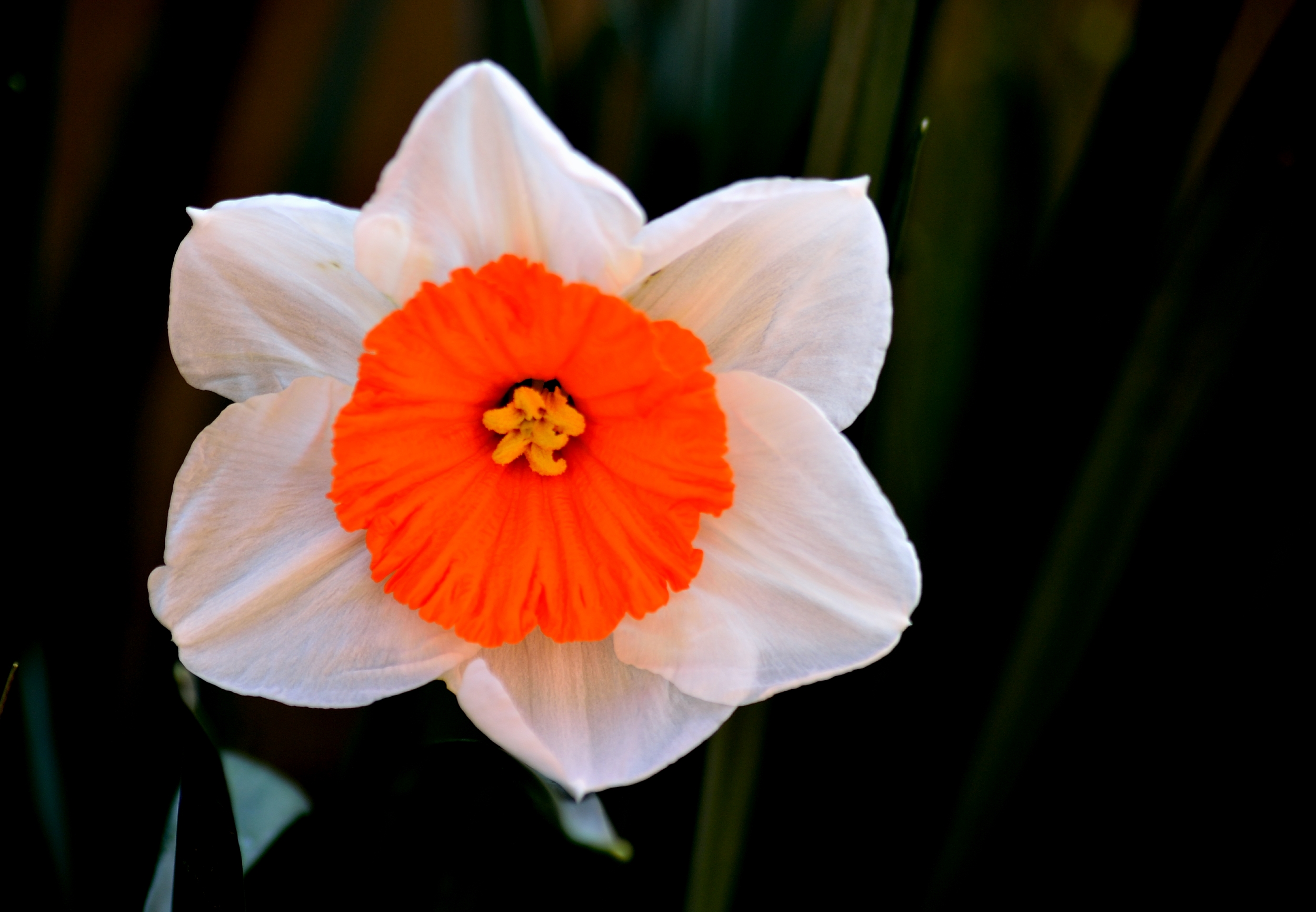 Primavera nel mio giardino
