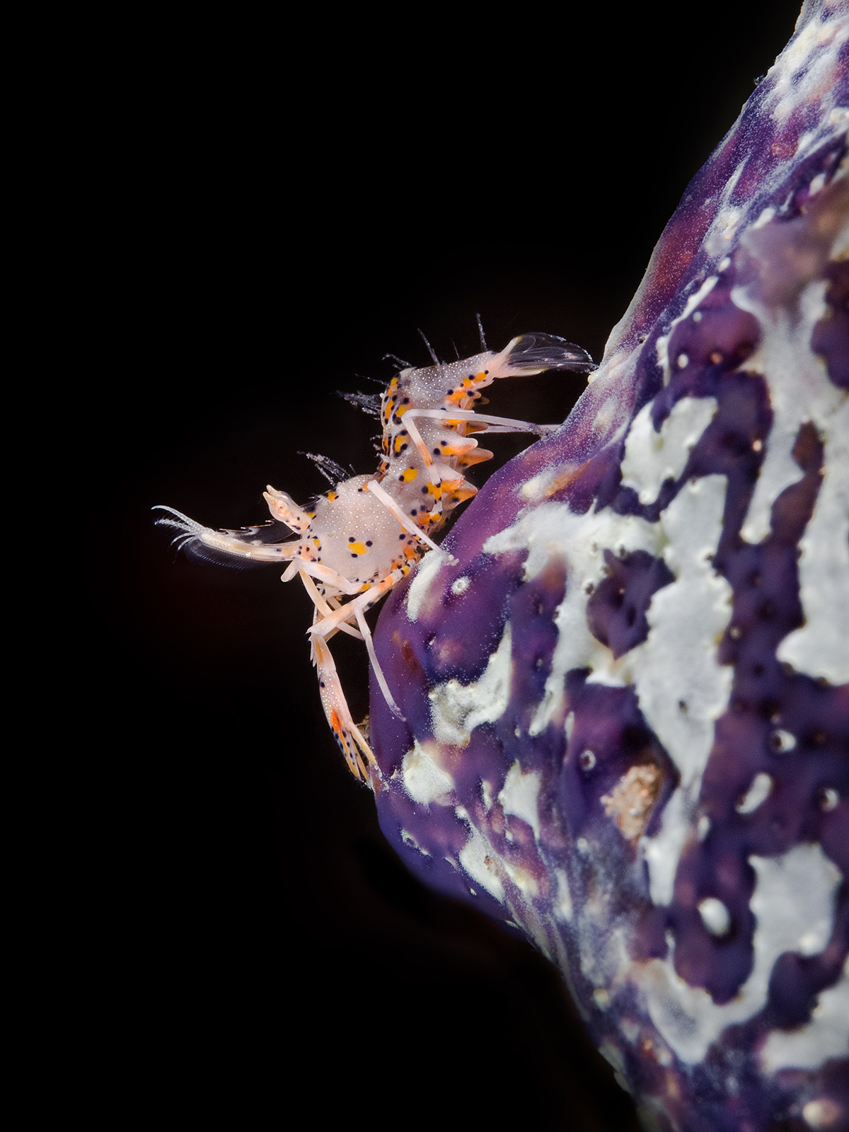 Tiger on purple sponge