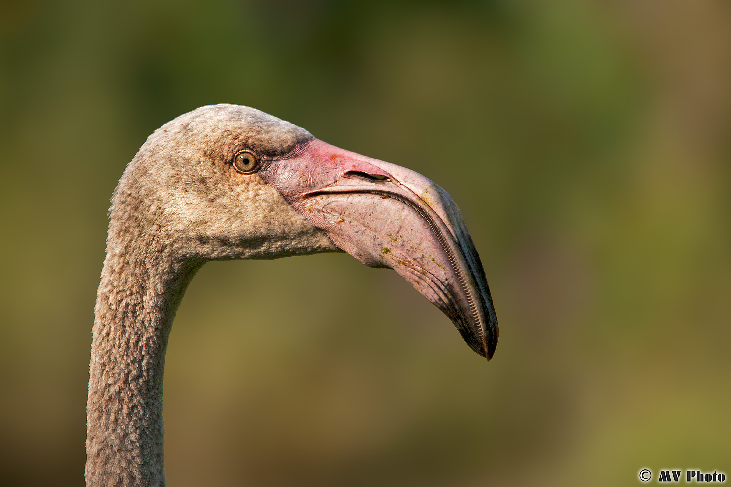 Fenicottero in primo piano