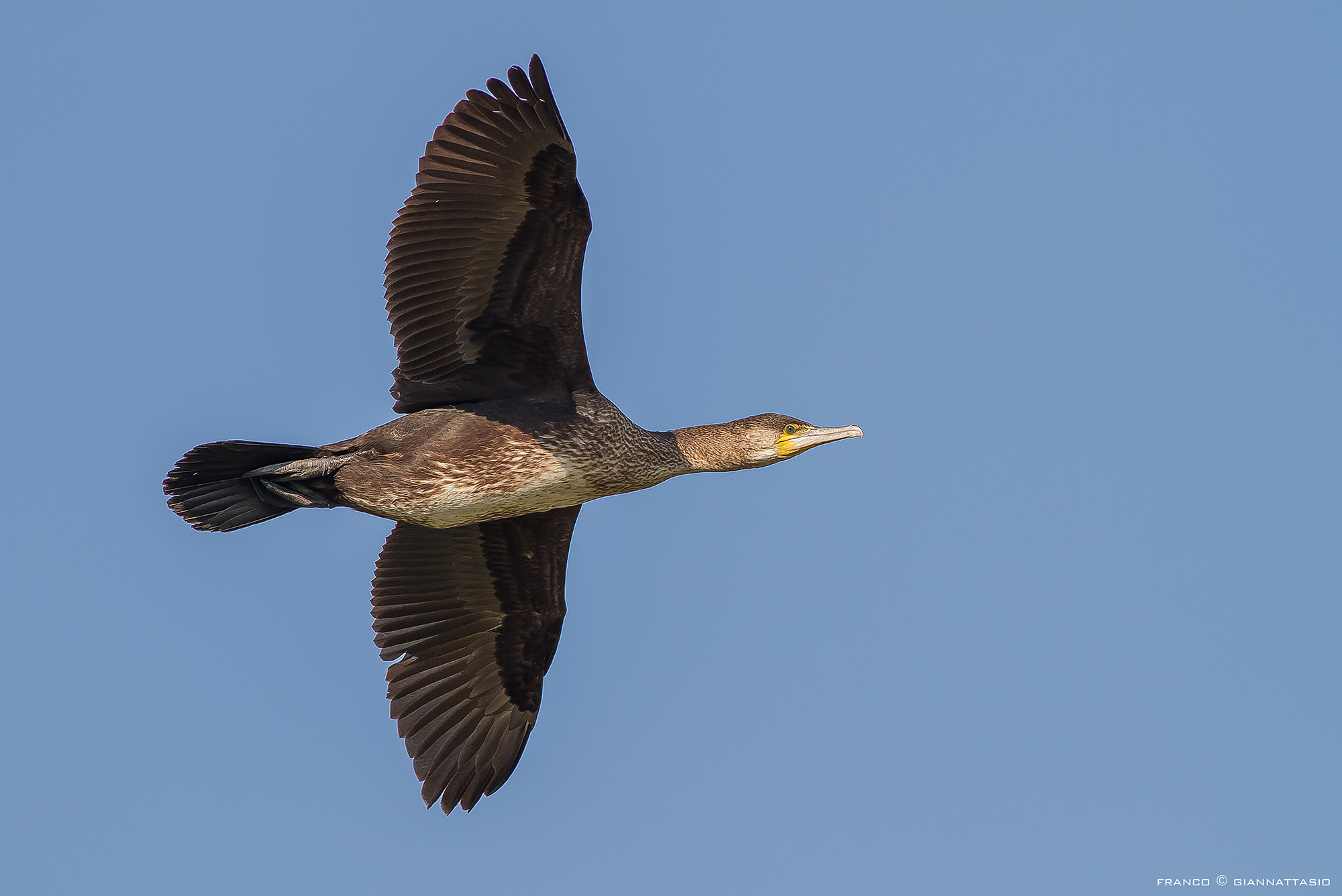 Cormorant in Torrile.