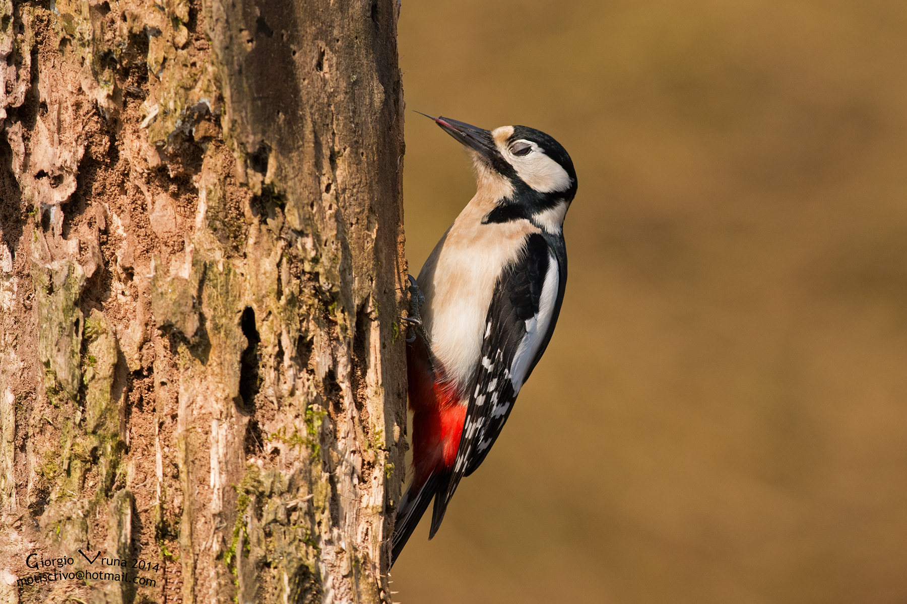 Linguetta di Picchio rosso