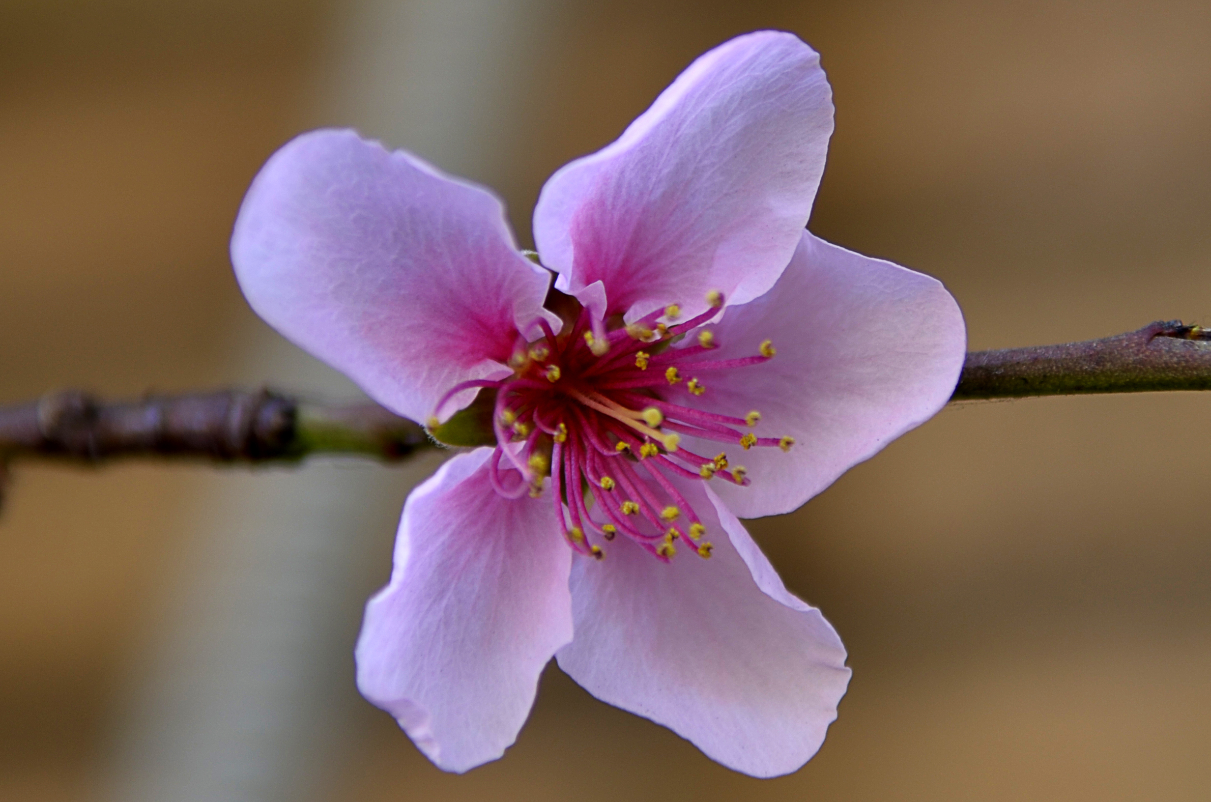 Pink flowers of peach flowers ..