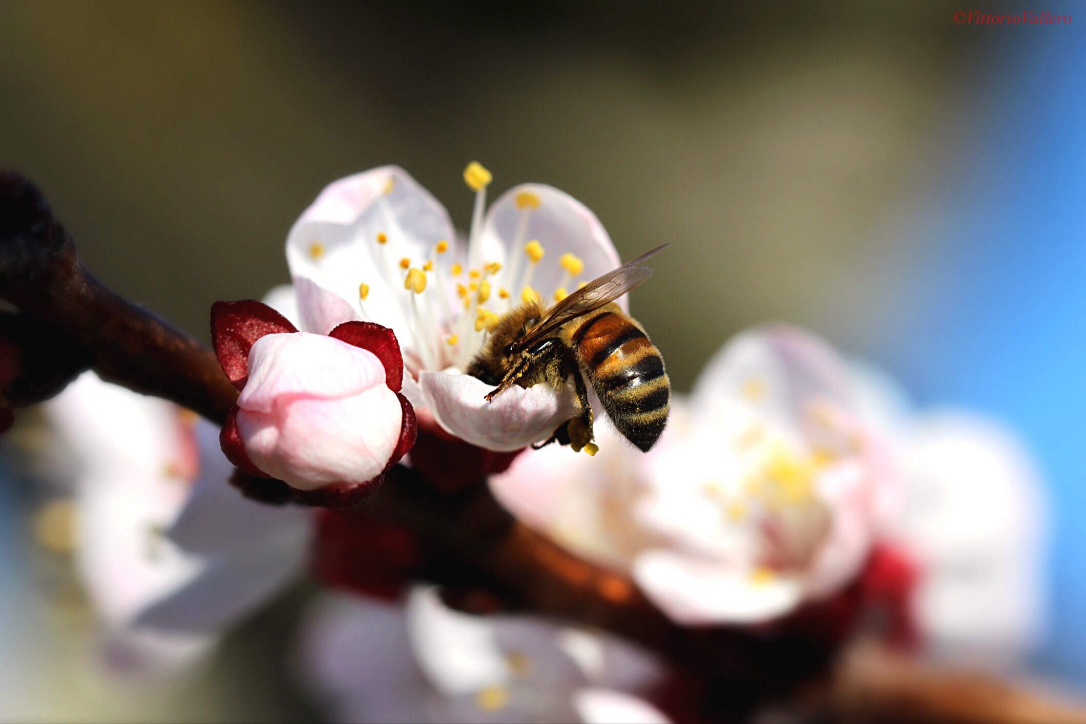 Piatto ricco....mi ci ficco!