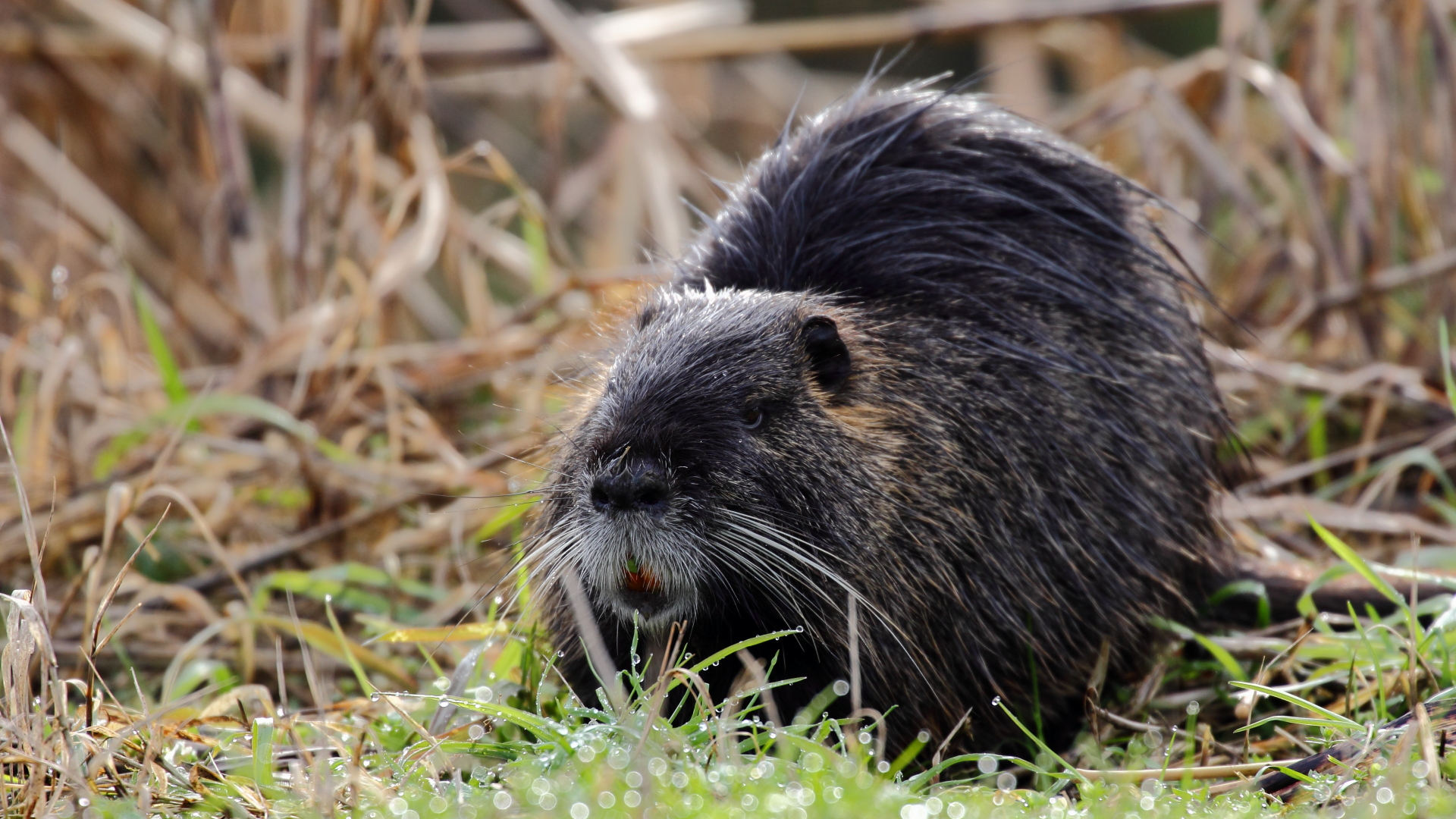 Nutria