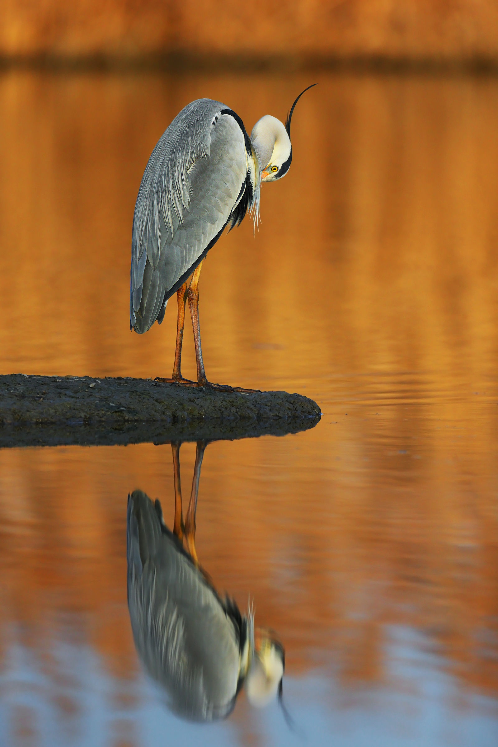 Heron on fire at sunset