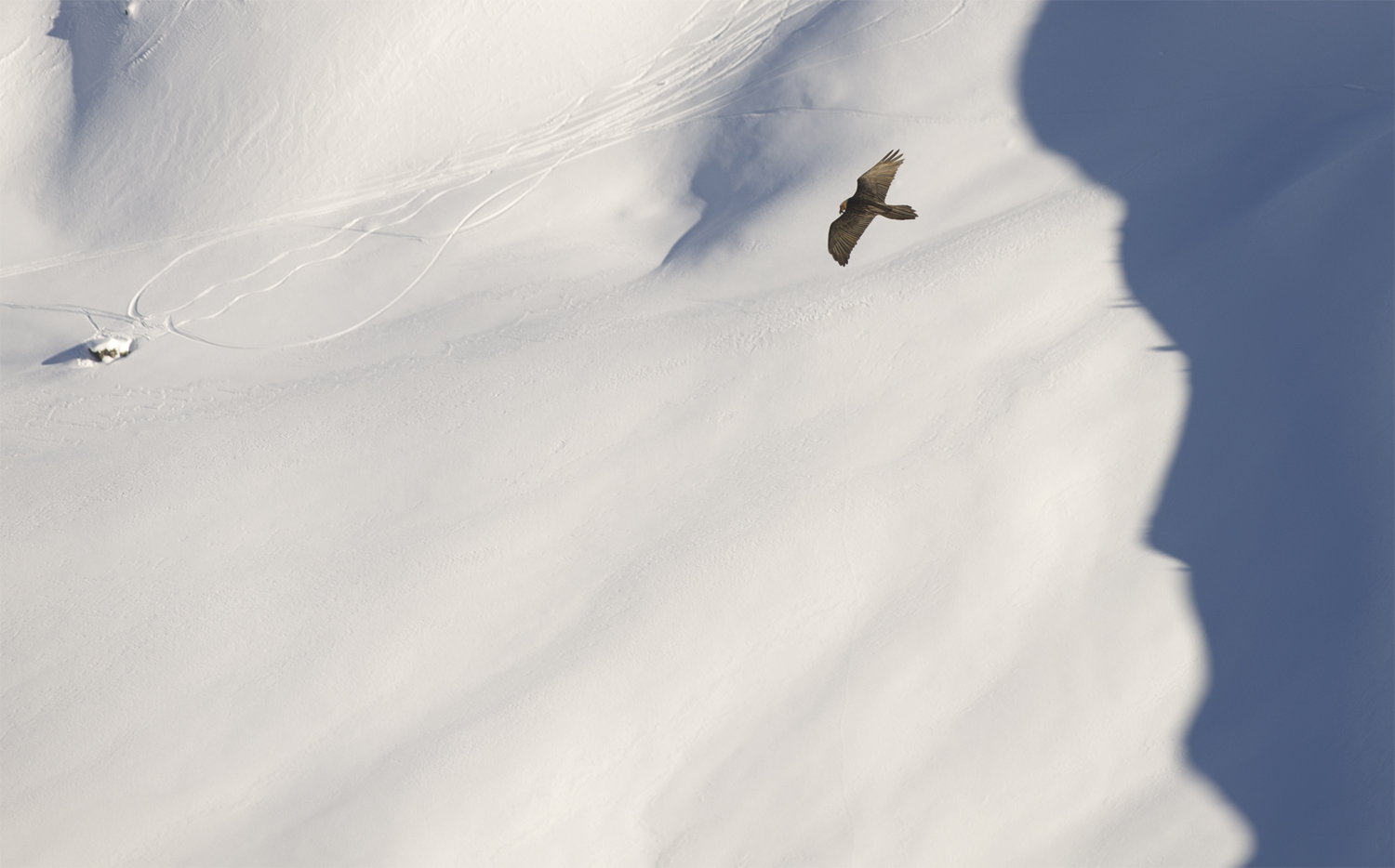 I'm watching | Vulture and shadows