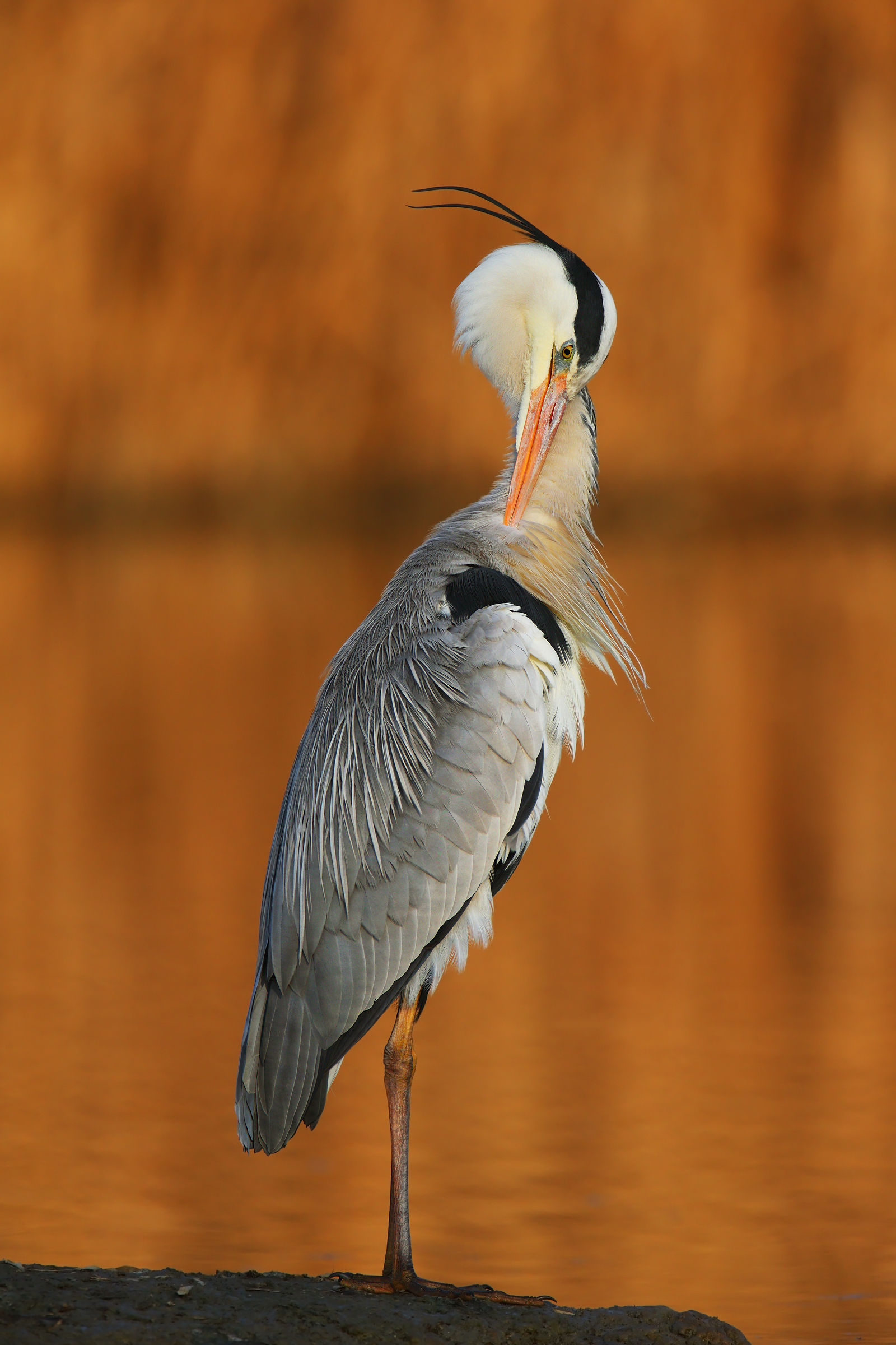 Heron on fire at sunset