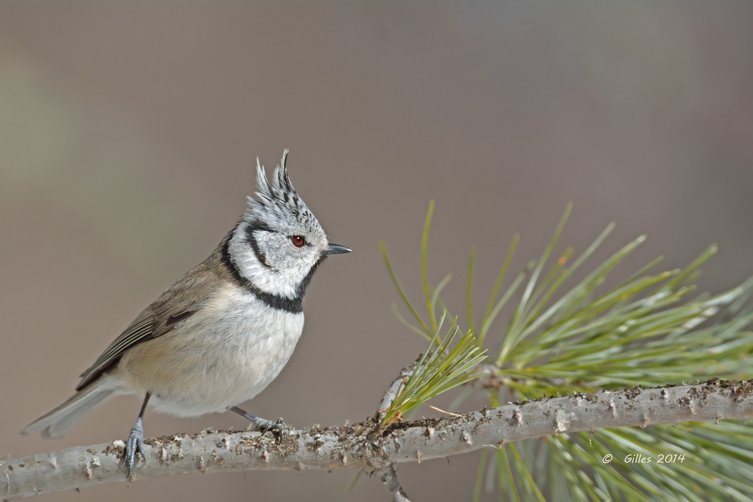 Cincia dal ciuffo (Parus cristatus)
