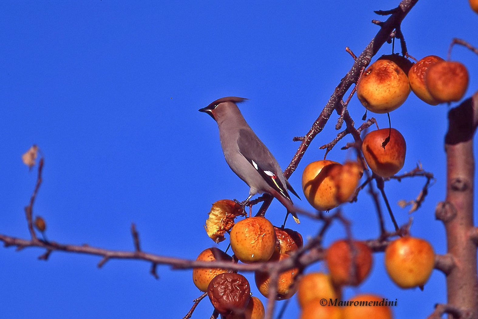 beccofrosone in Val di Non