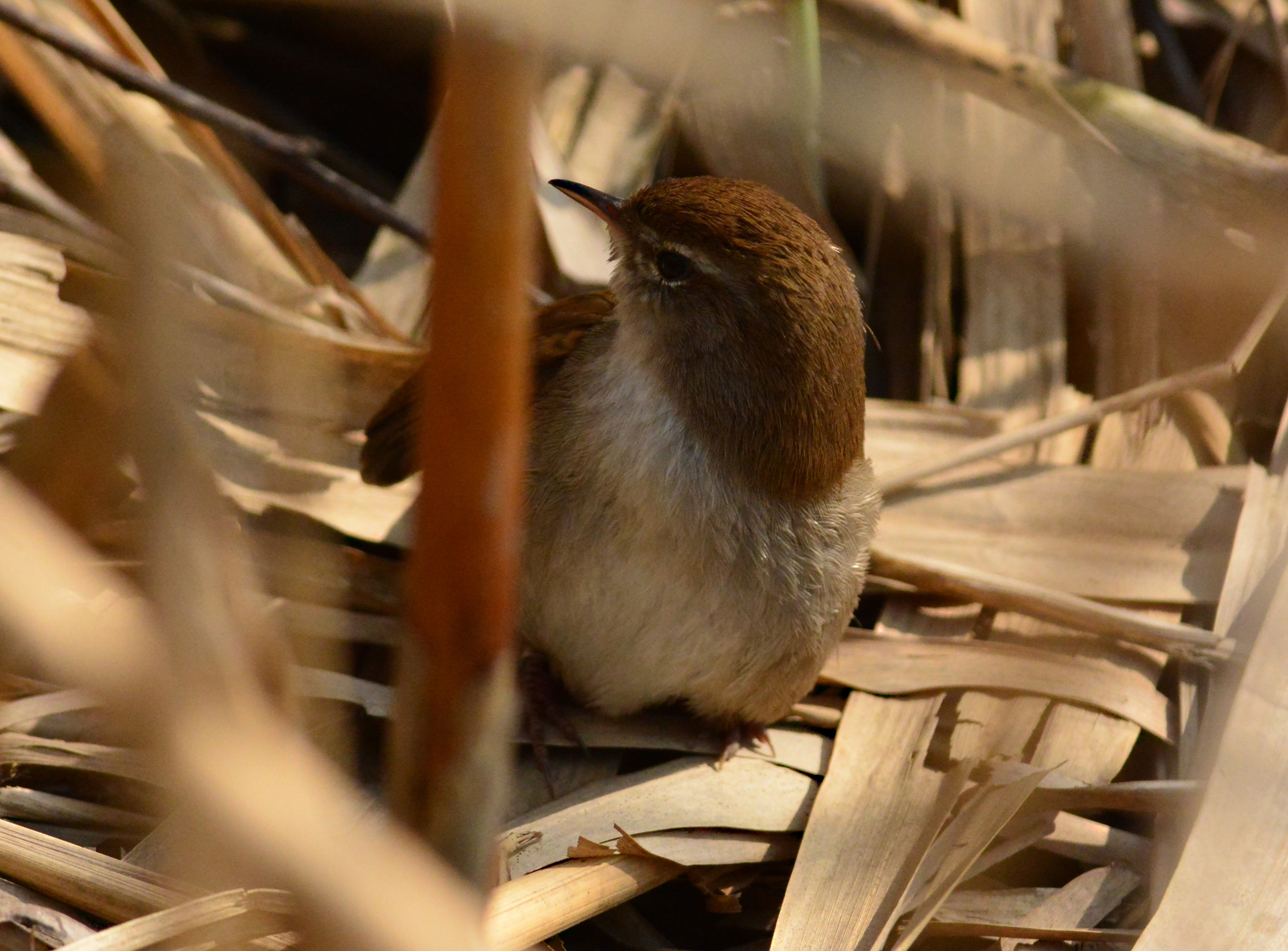 usignolo di fiume all' abbronzatura