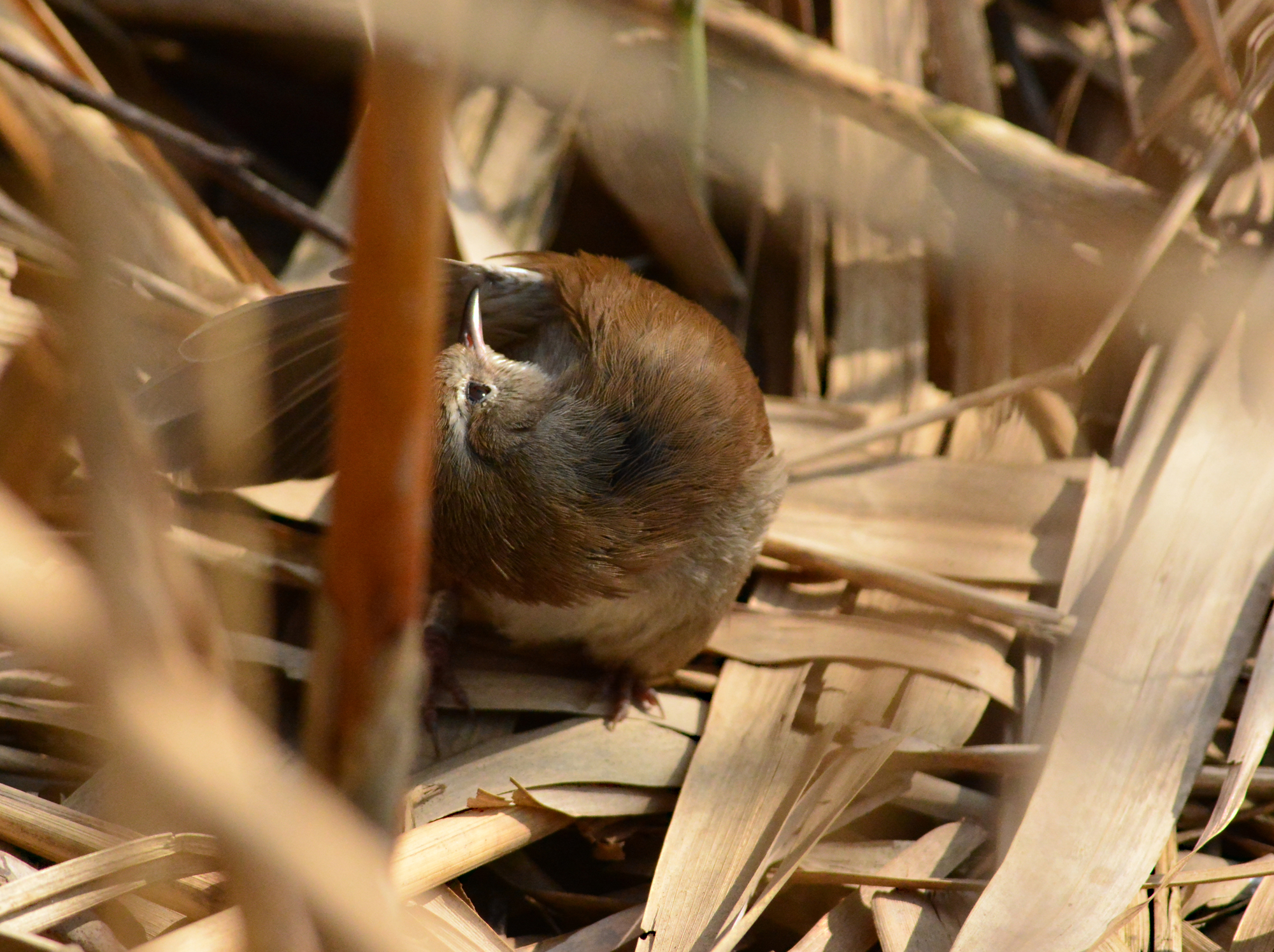 usignolo di fiume e le pulizie personali