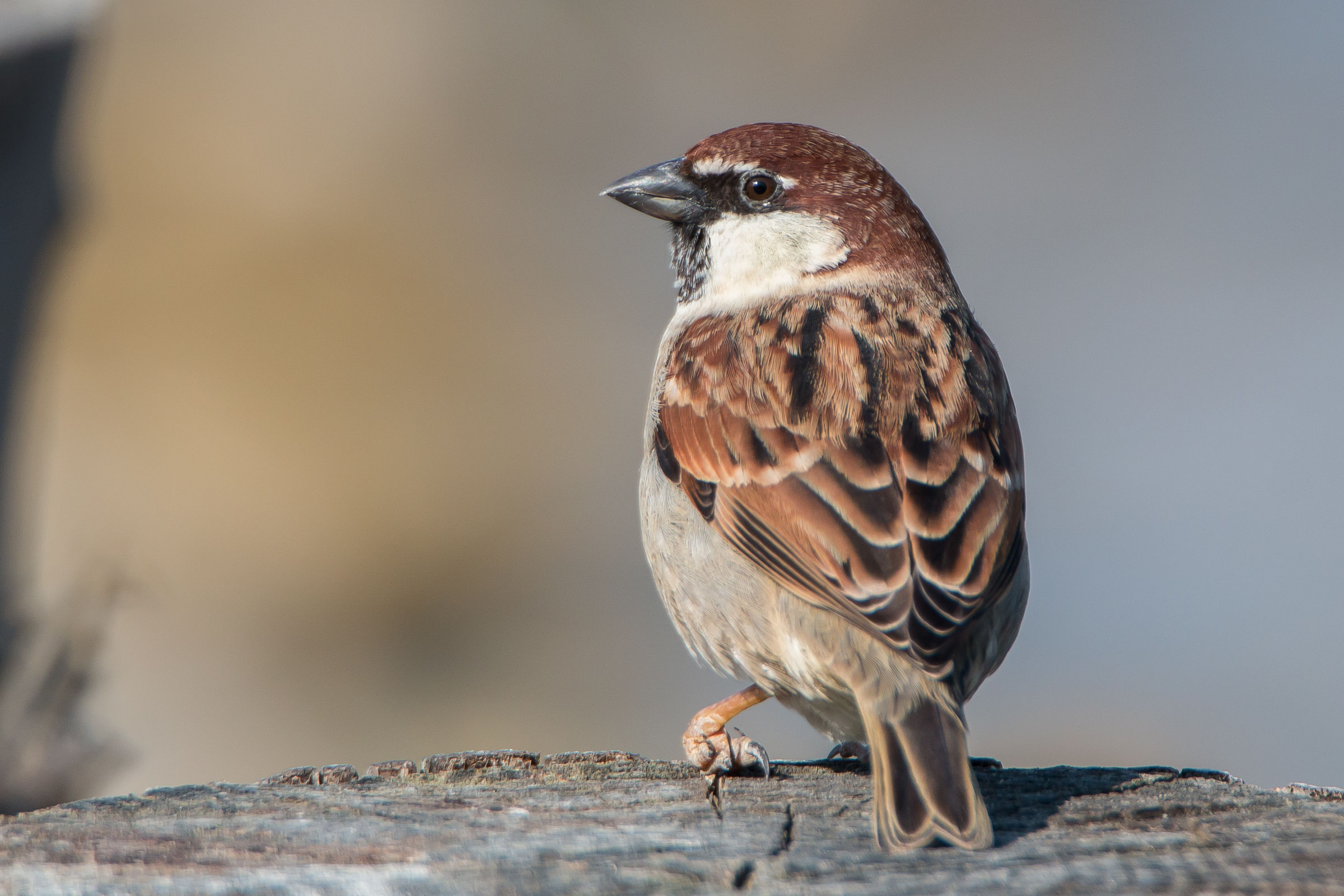 Passerotto temerario