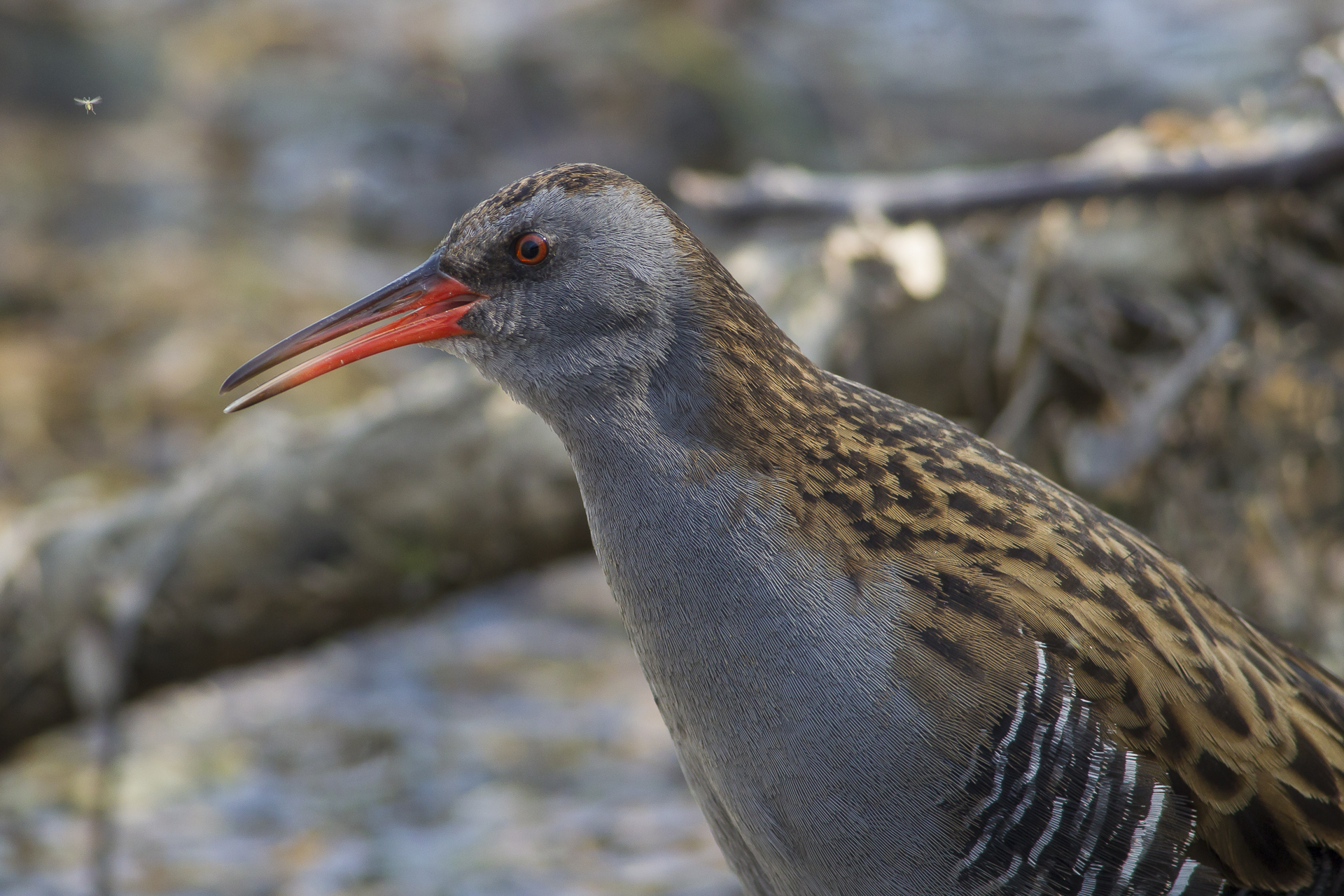 Porciglione in canto
