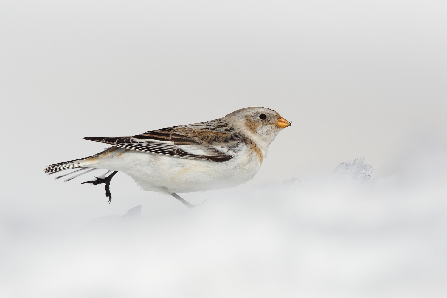 pattinaggio sulle nuvole