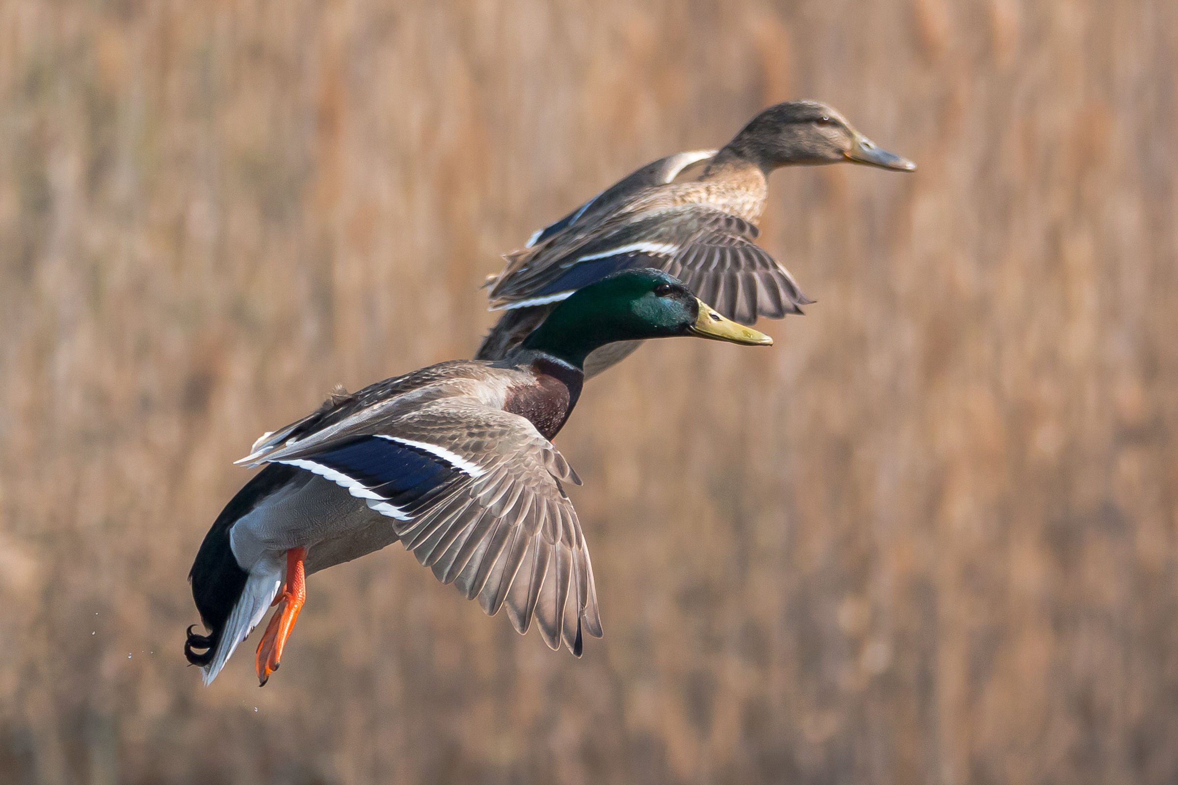 Germani in formazione