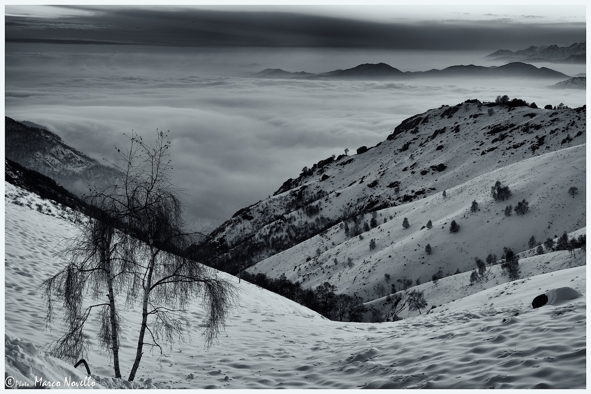 L'albero solitario...