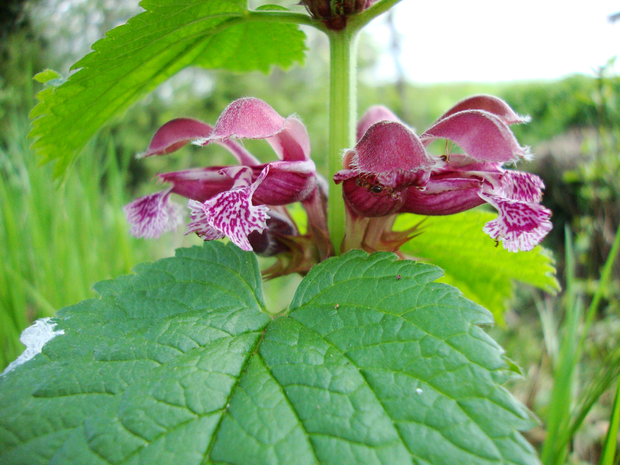False nettle purpurea