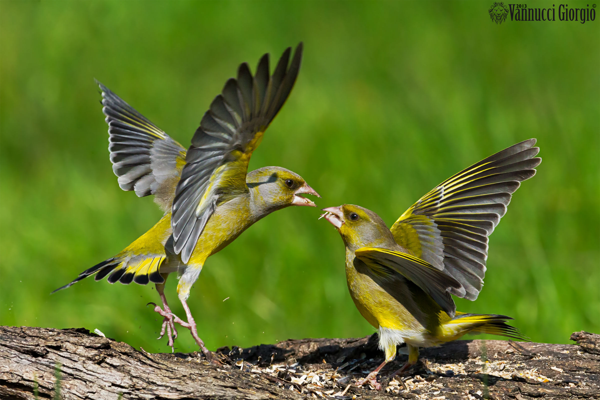 Verdone Verdone vs 4