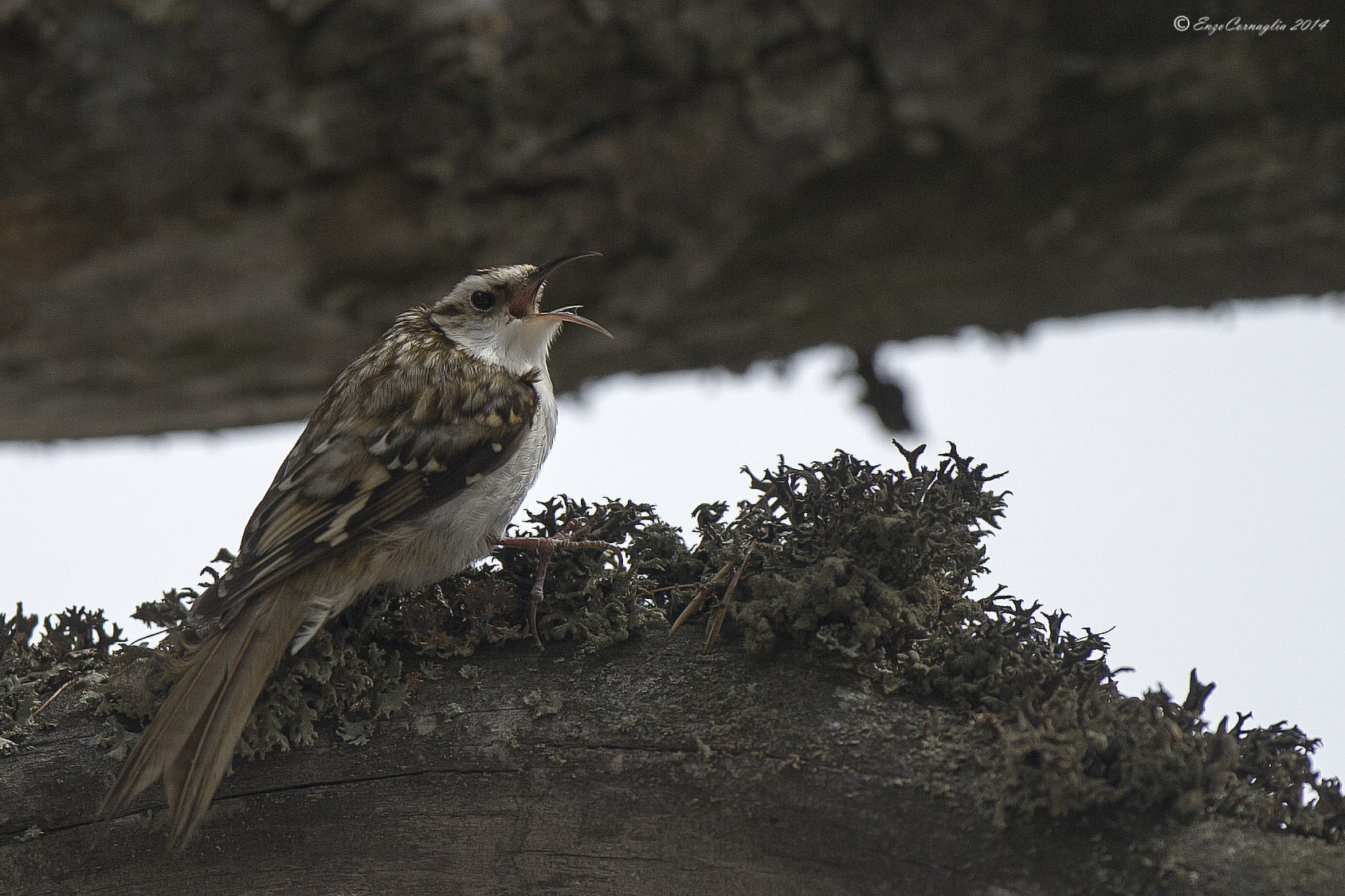 Treecreeper