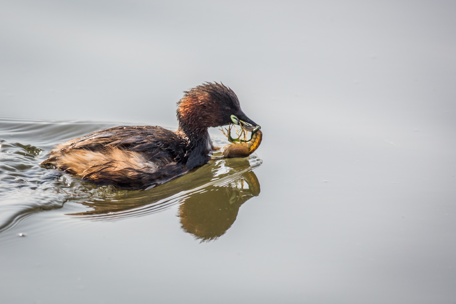 The breakfast in the little grebe