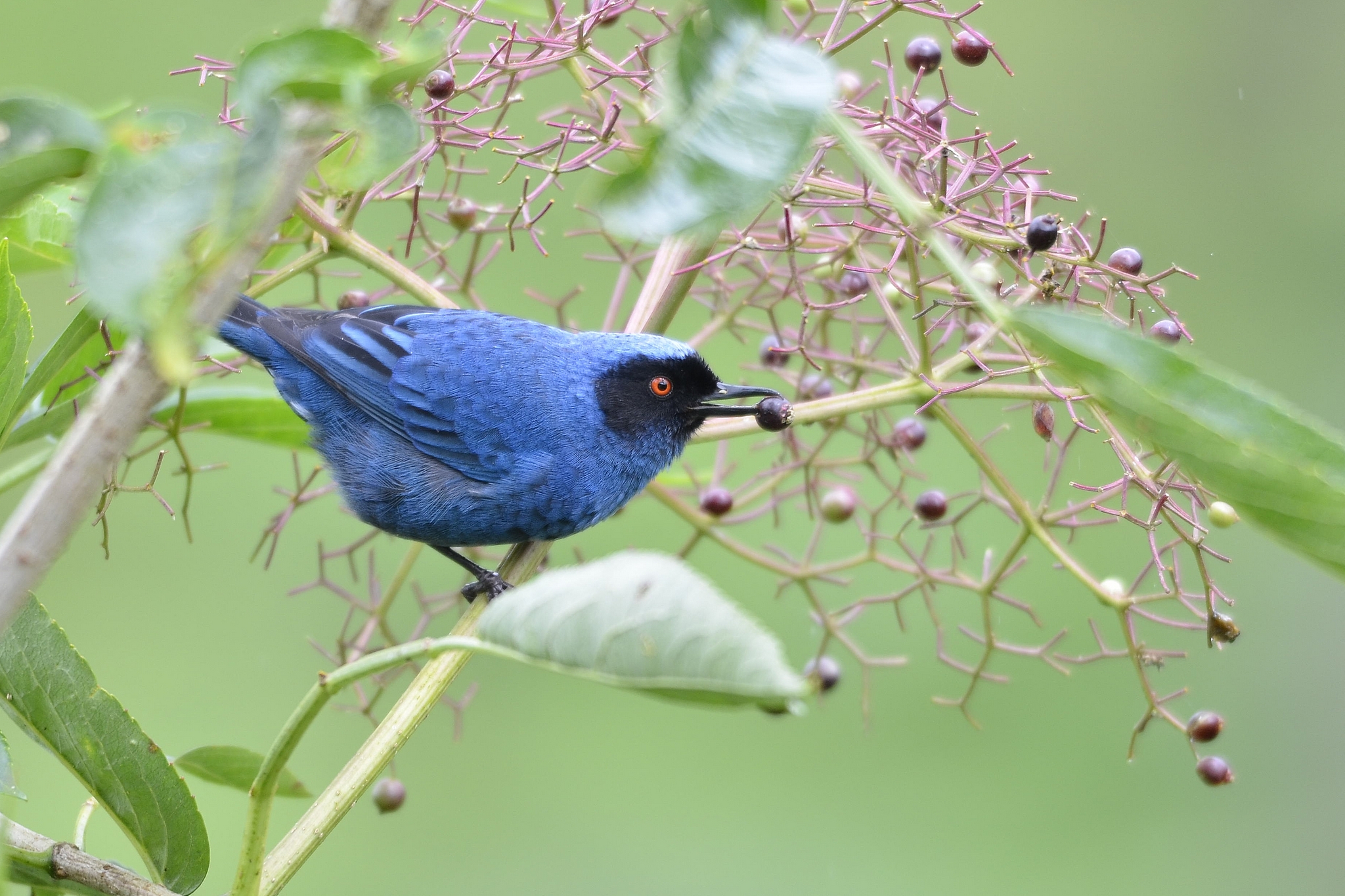 masked flowerpiercer
