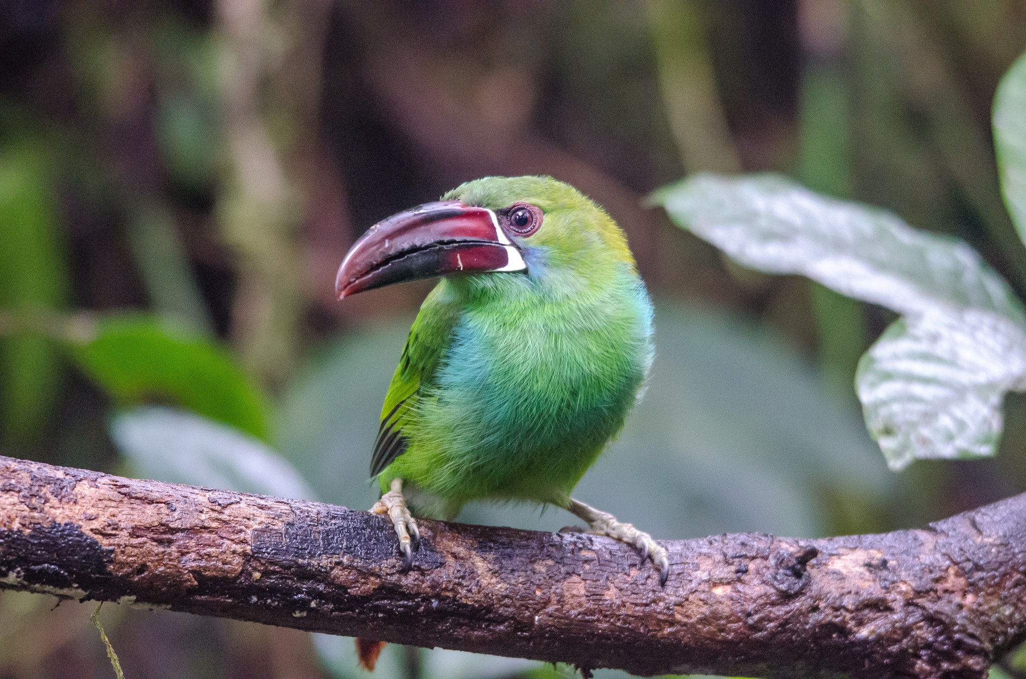 crimson rumped toucanet