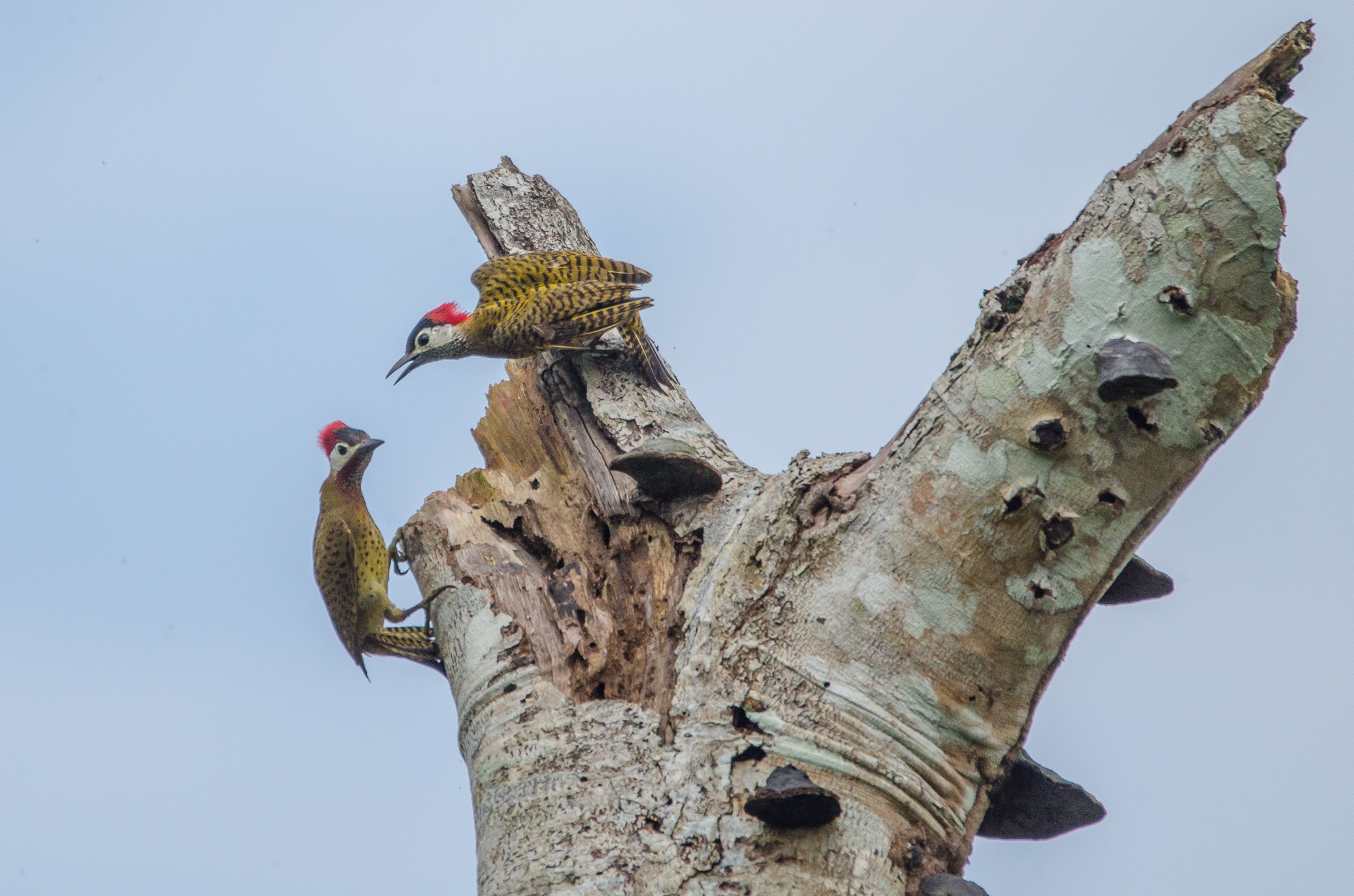 spot brested woodpecker