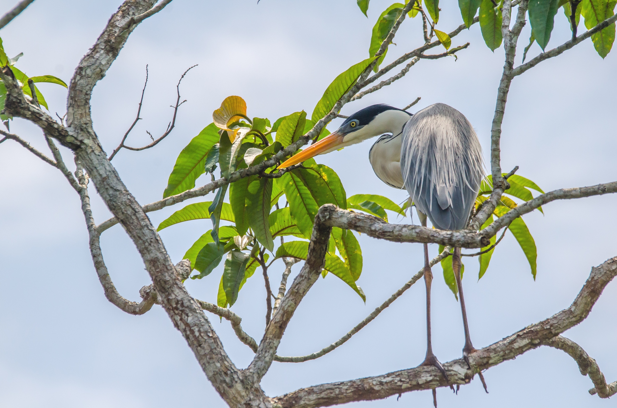 great blue heron