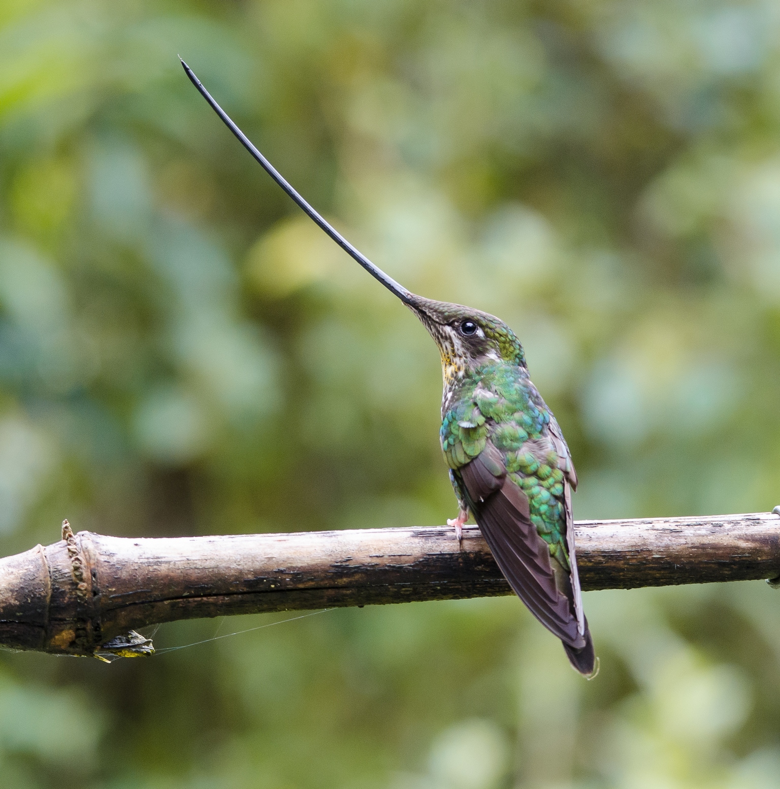 sword billed hummingbird