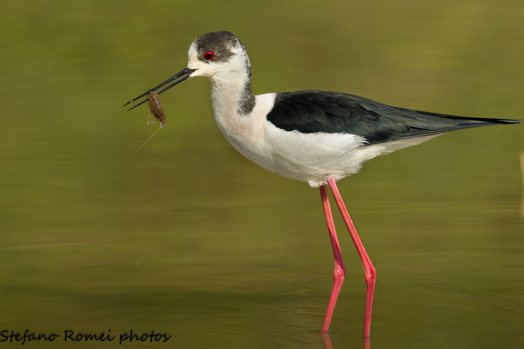 cavaliere dell'apocalisse