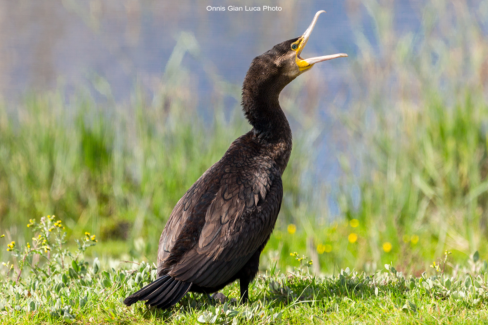 Cormorant