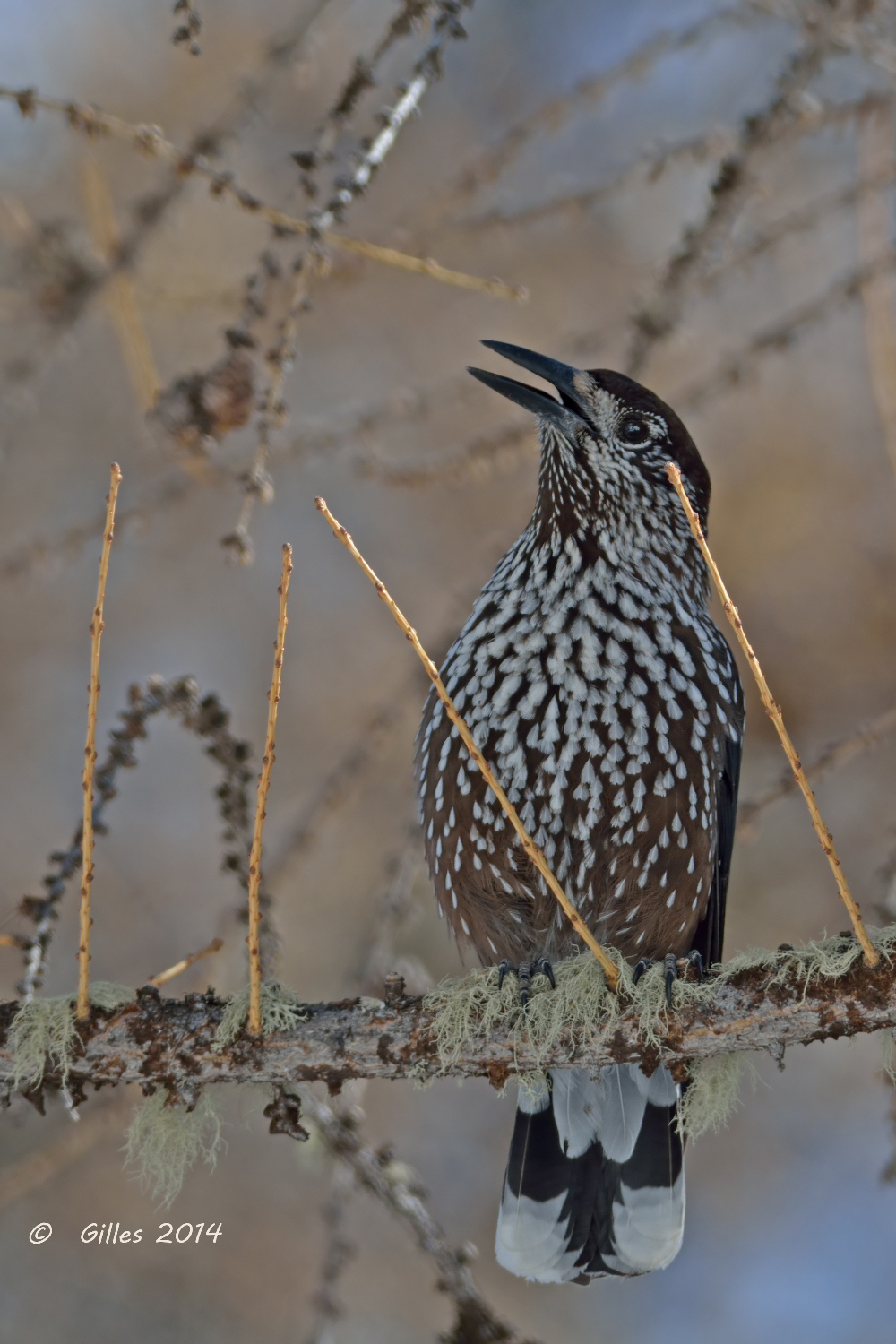 Nocciolaia (Nucifraga caryocatactes)