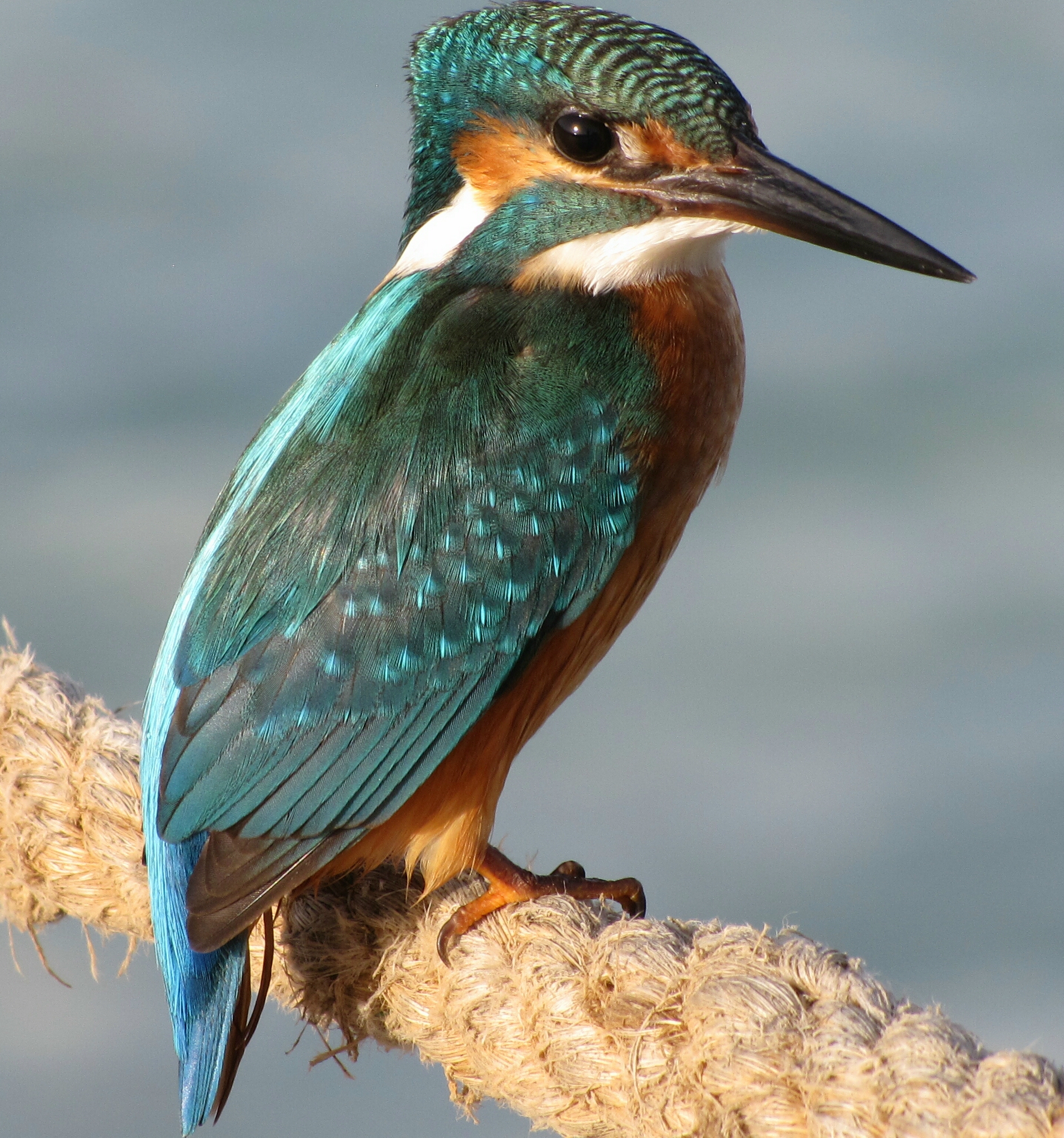 Martin, Marsa Matrouh (Egypt)