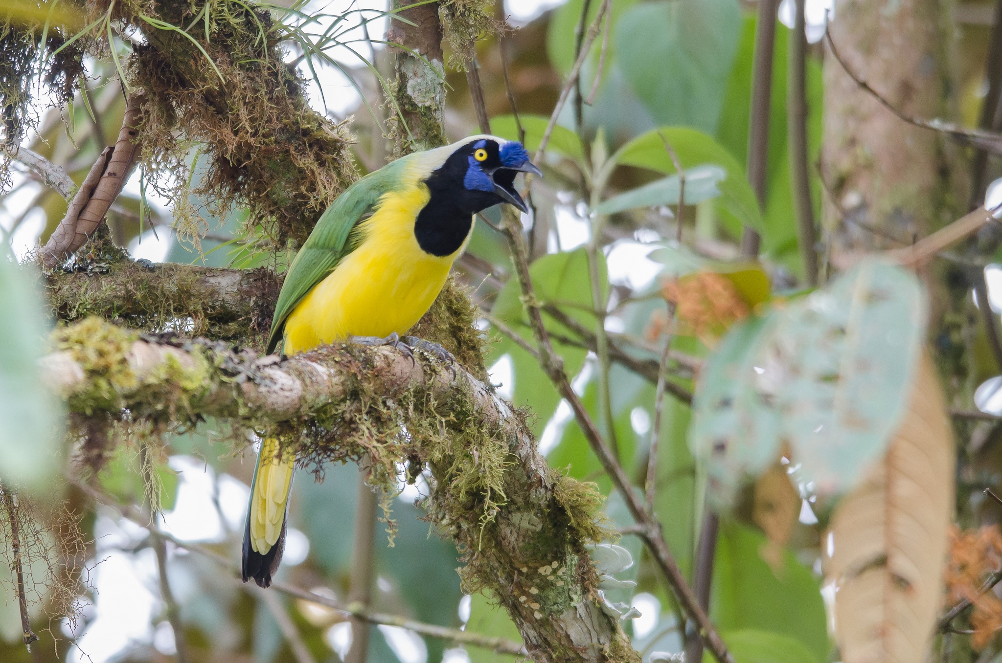 green jay
