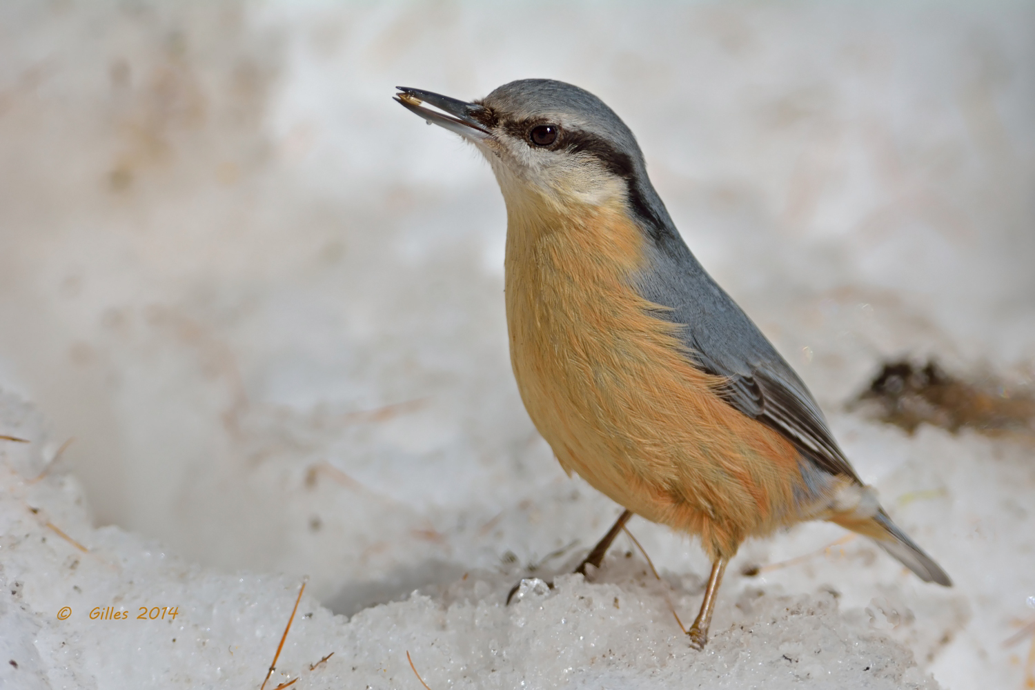 Picchio Muratore(Sitta Europaea)